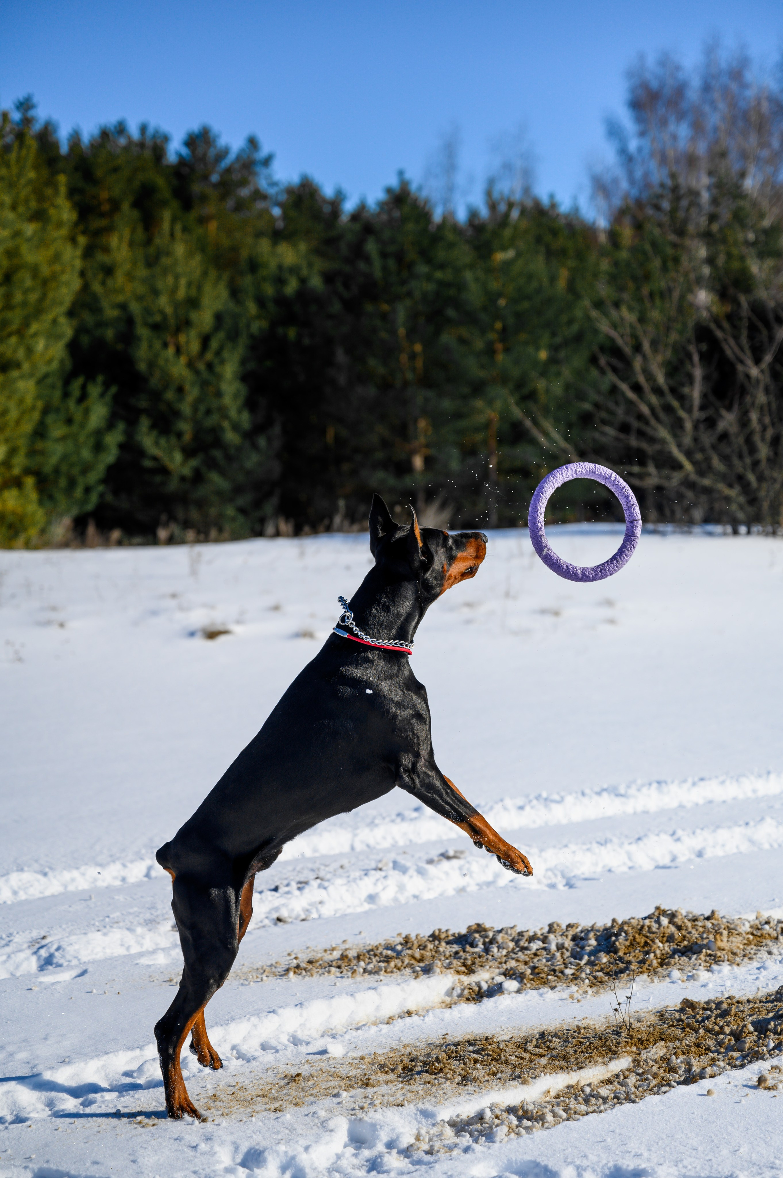 Доберман Рэн. Bazarkom-photo.ru Фотограф Виктор Оськин в Старом Осколе