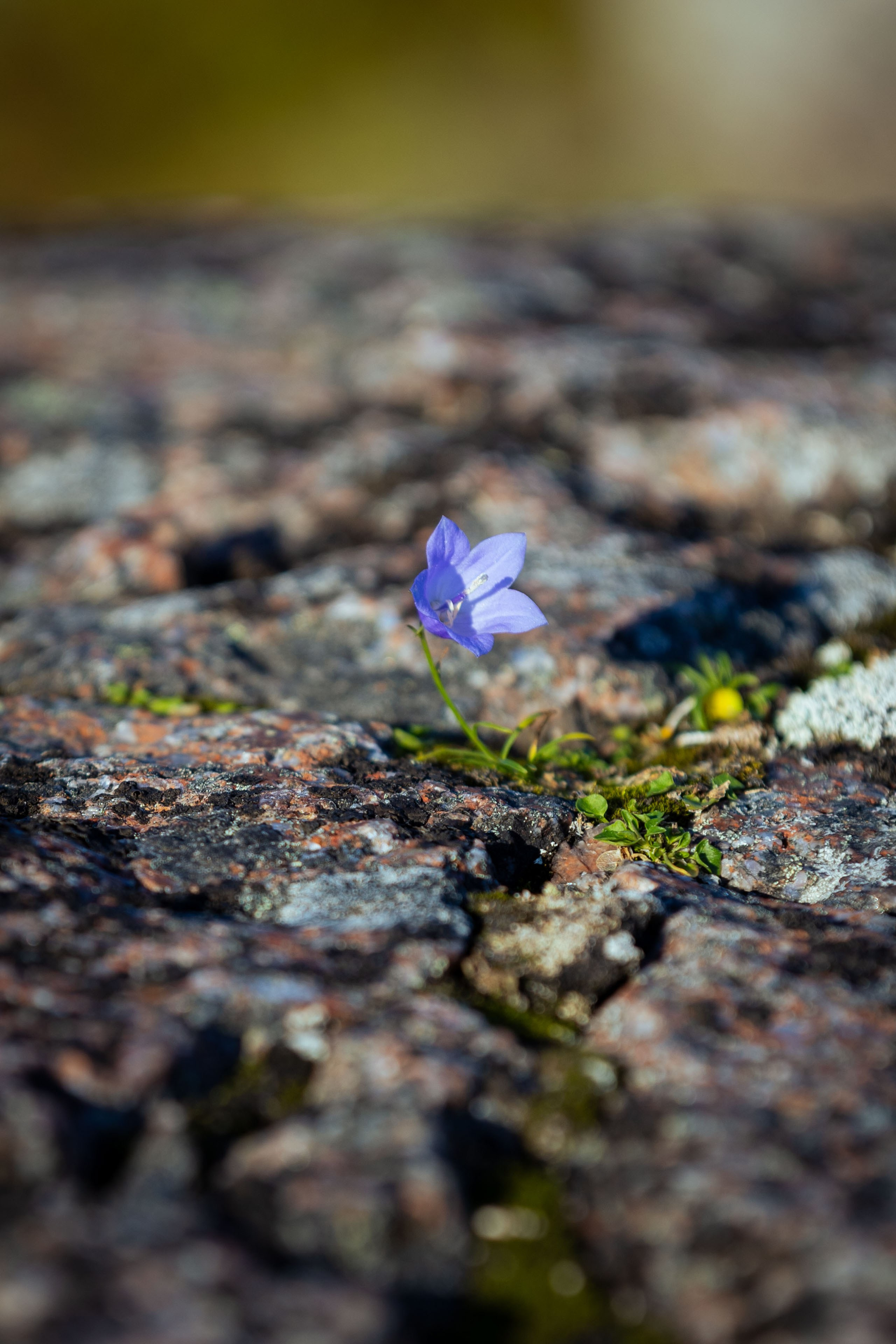 Кольский (осень 2025). Фотограф Виноградов Константин