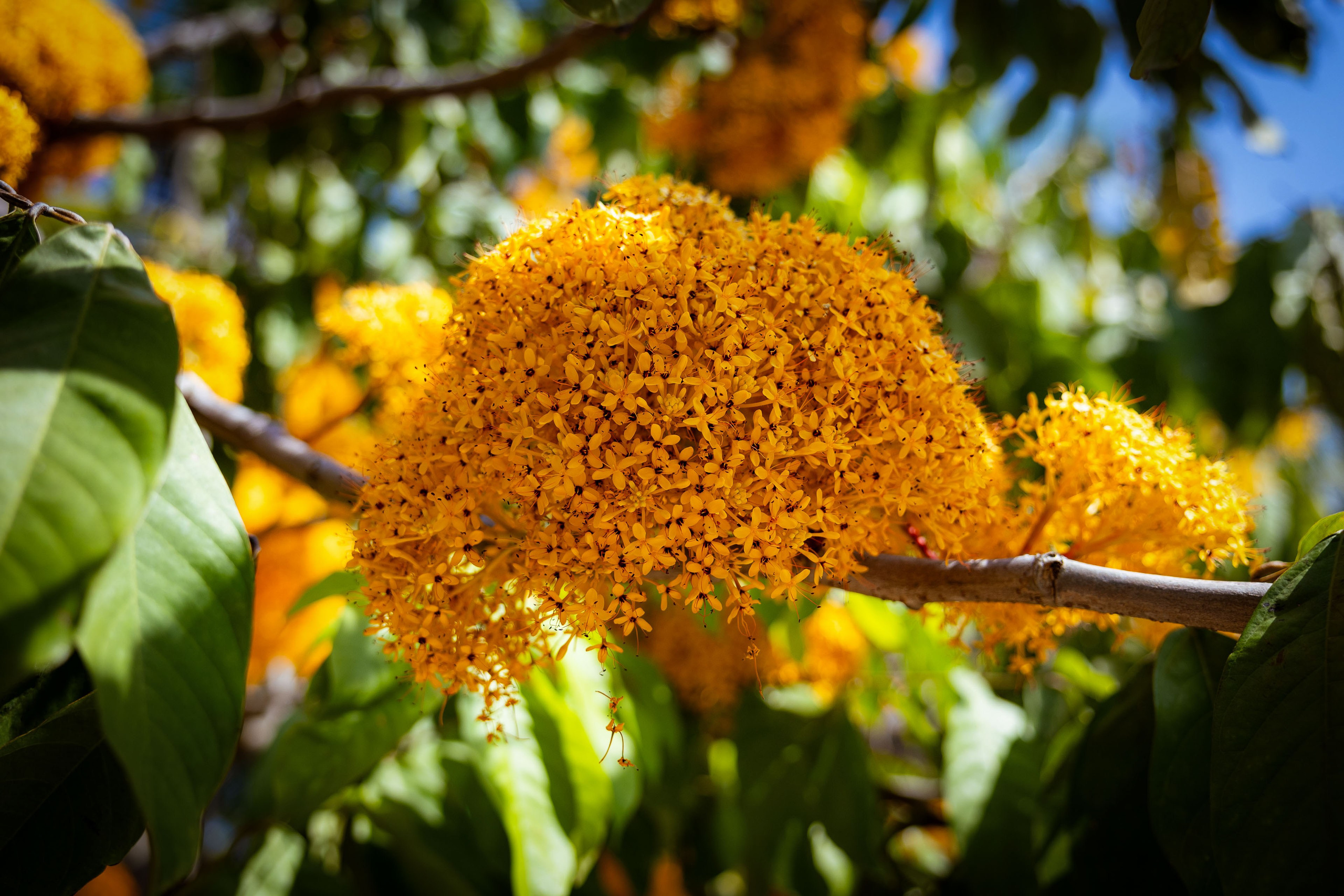Таиланд (зима 2025). Фотограф Виноградов Константин