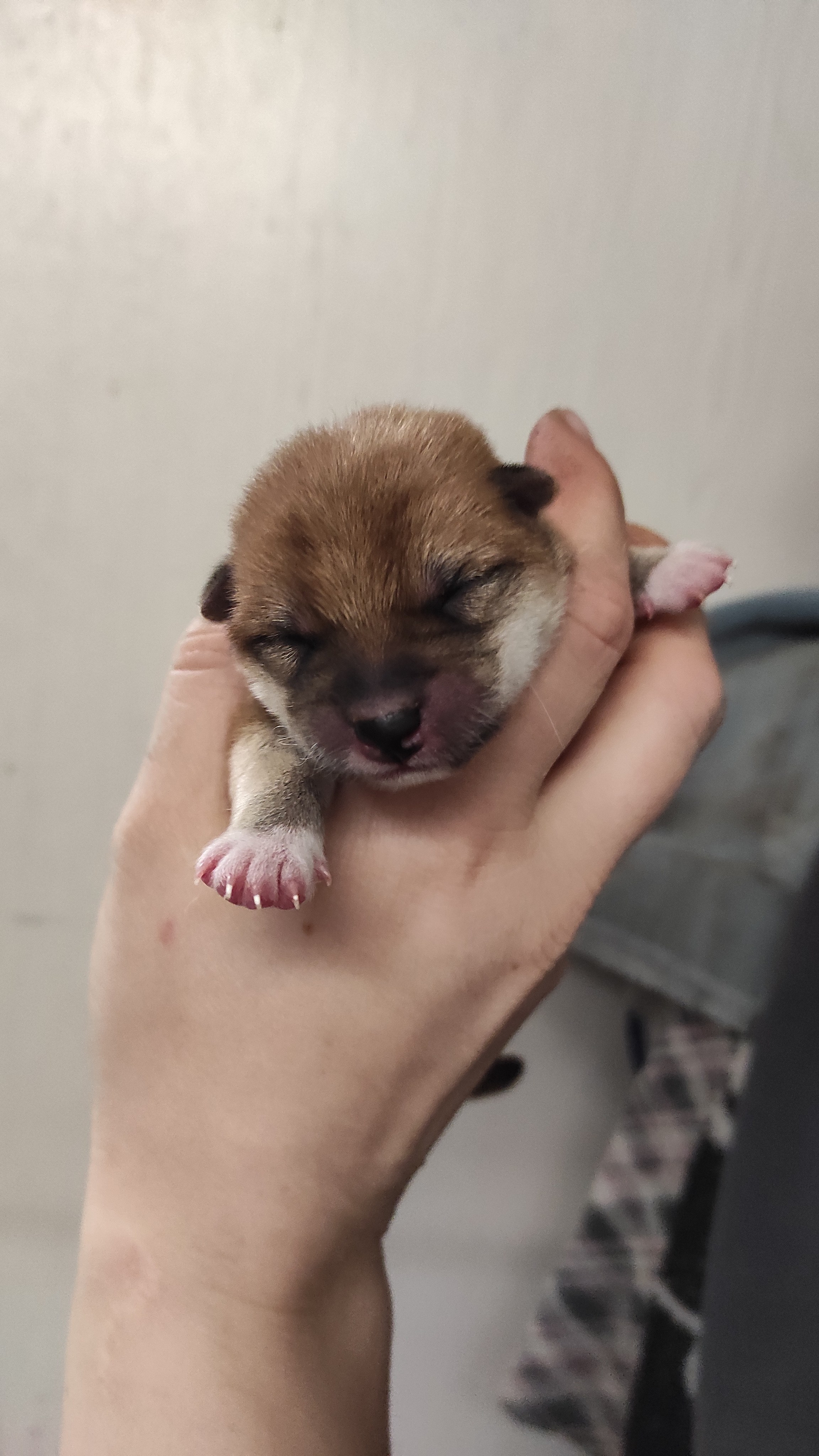 сиба питомник Рубилайт щенки на продажу rubylight  сиба щенки купить СПб Санкт-Петербург 