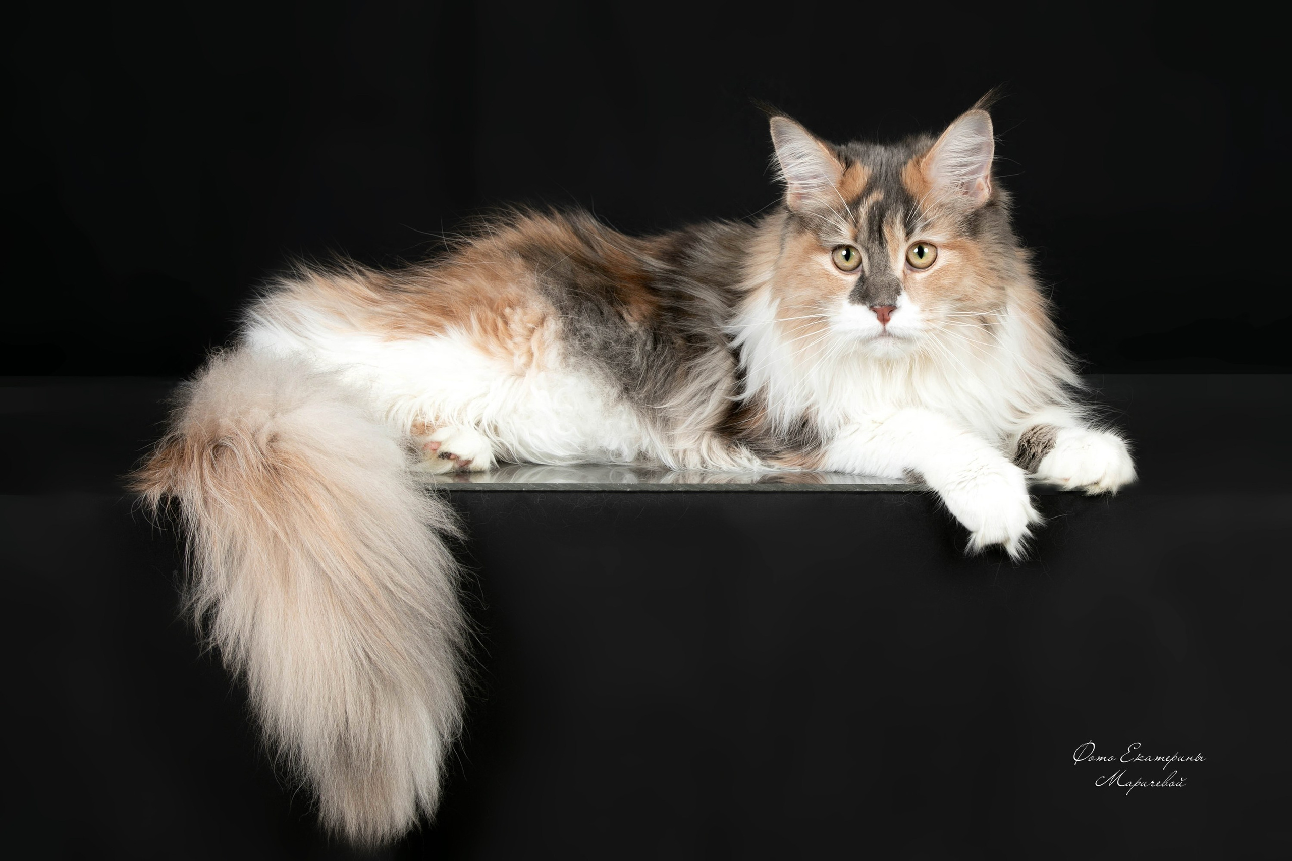 Стендовая съёмка на выставках кошек. Фотограф-анималист в Омске Екатерина Маричева