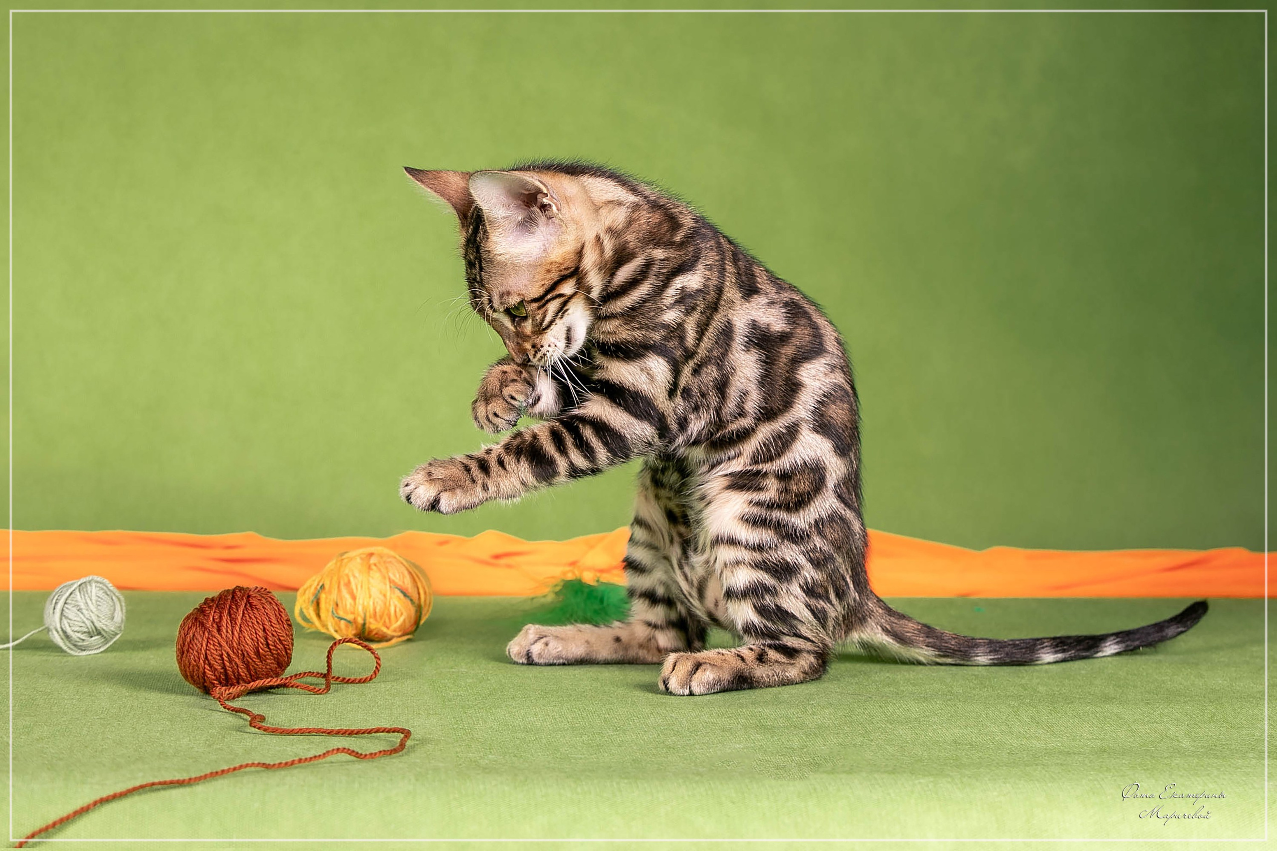 Стендовая съёмка на выставках кошек. Фотограф-анималист в Омске Екатерина Маричева