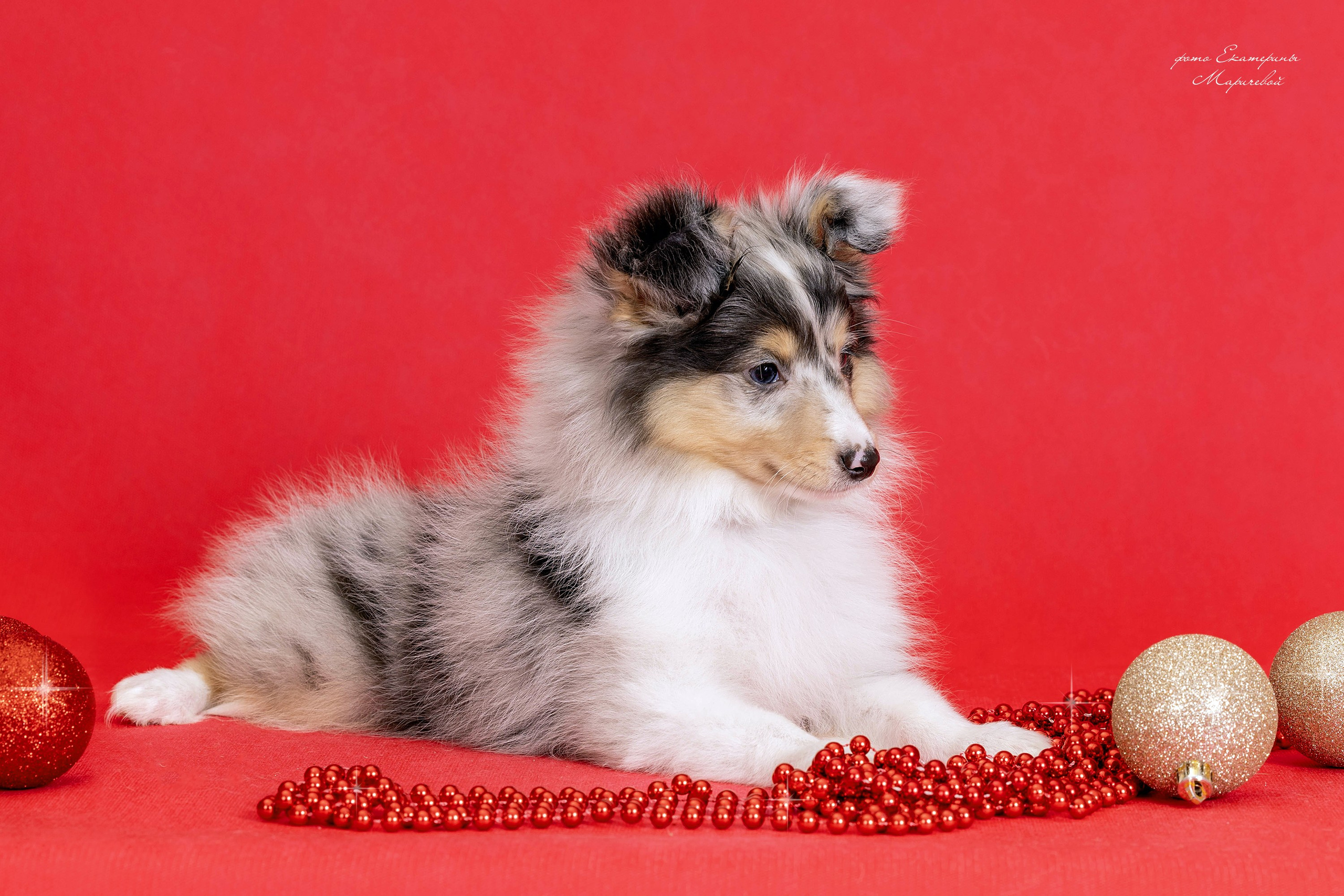 Галерея щенков. Фотограф-анималист в Омске Екатерина Маричева