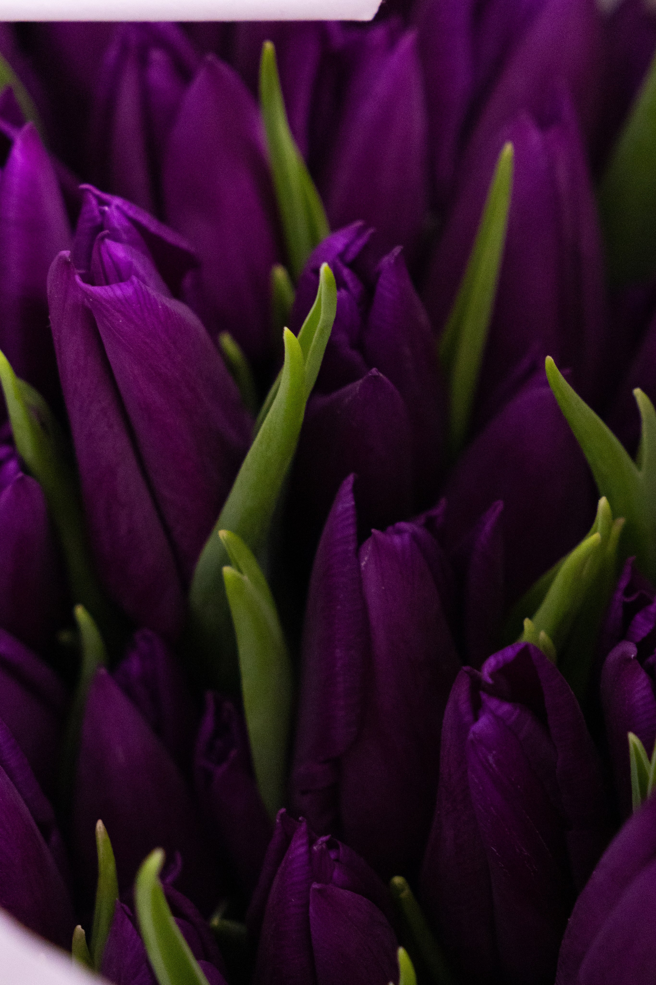 сиреневые тюльпаны, темный фон