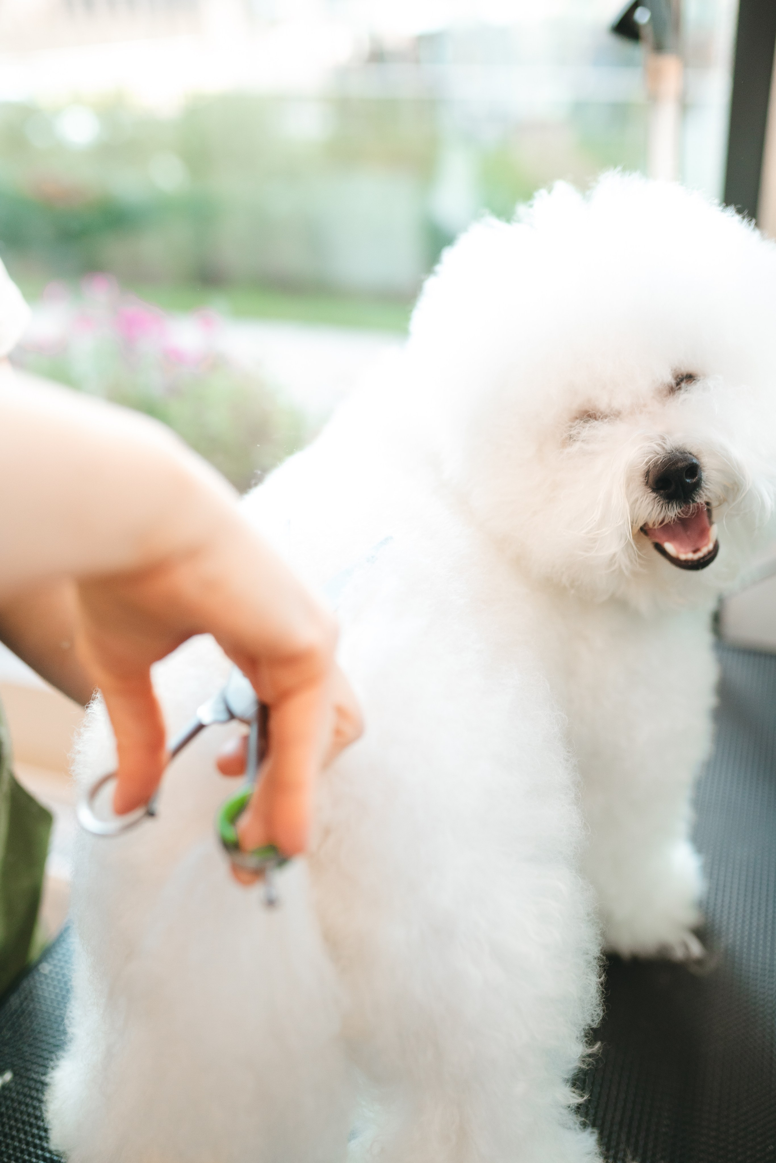 Груминг — салон. Фотограф анималист Осипчикова Мария