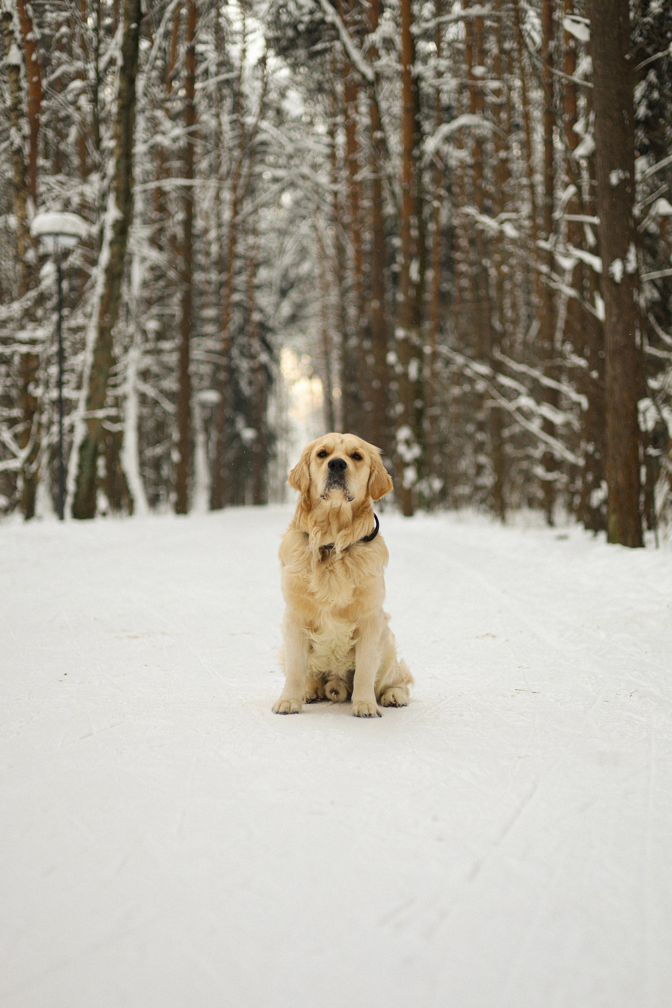 Стивен, Лена и Миша. Фотограф-анималист Ксения Шевцова|Москва