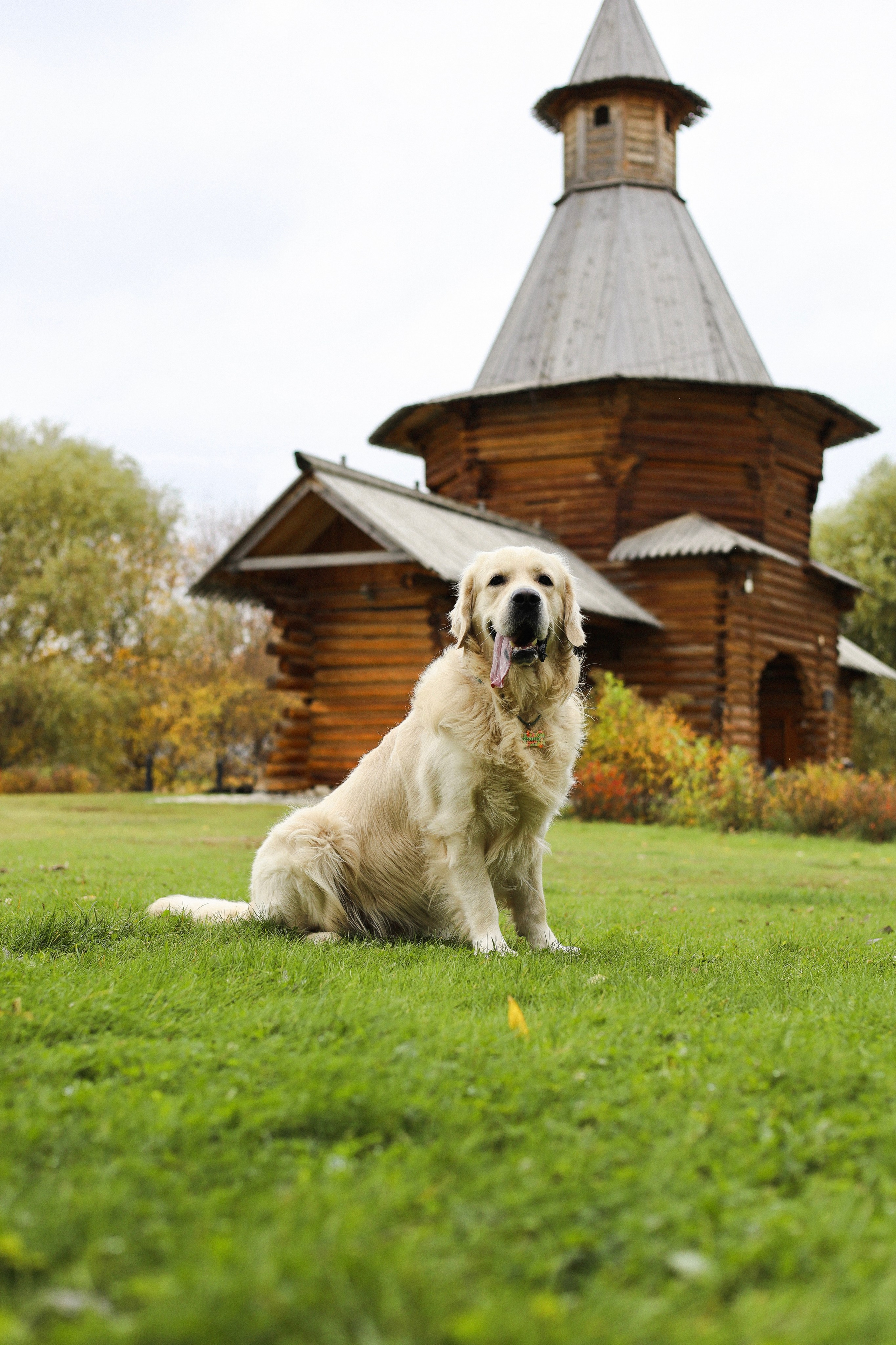 Фрэнк, Даша и Максим. Фотограф-анималист Ксения Шевцова|Москва