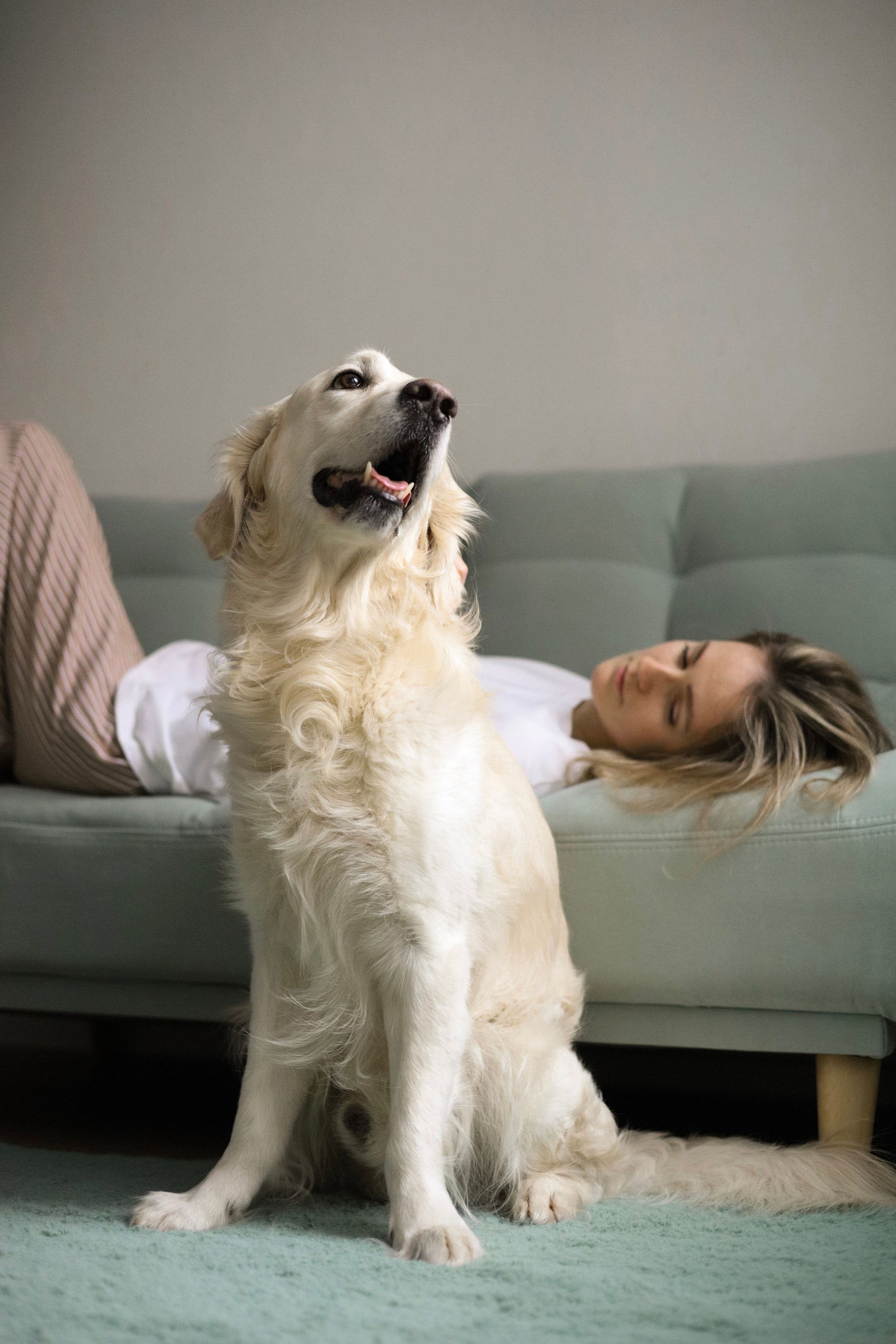 Зиз и Юля. Новогодняя. Фотограф-анималист Ксения Шевцова|Москва