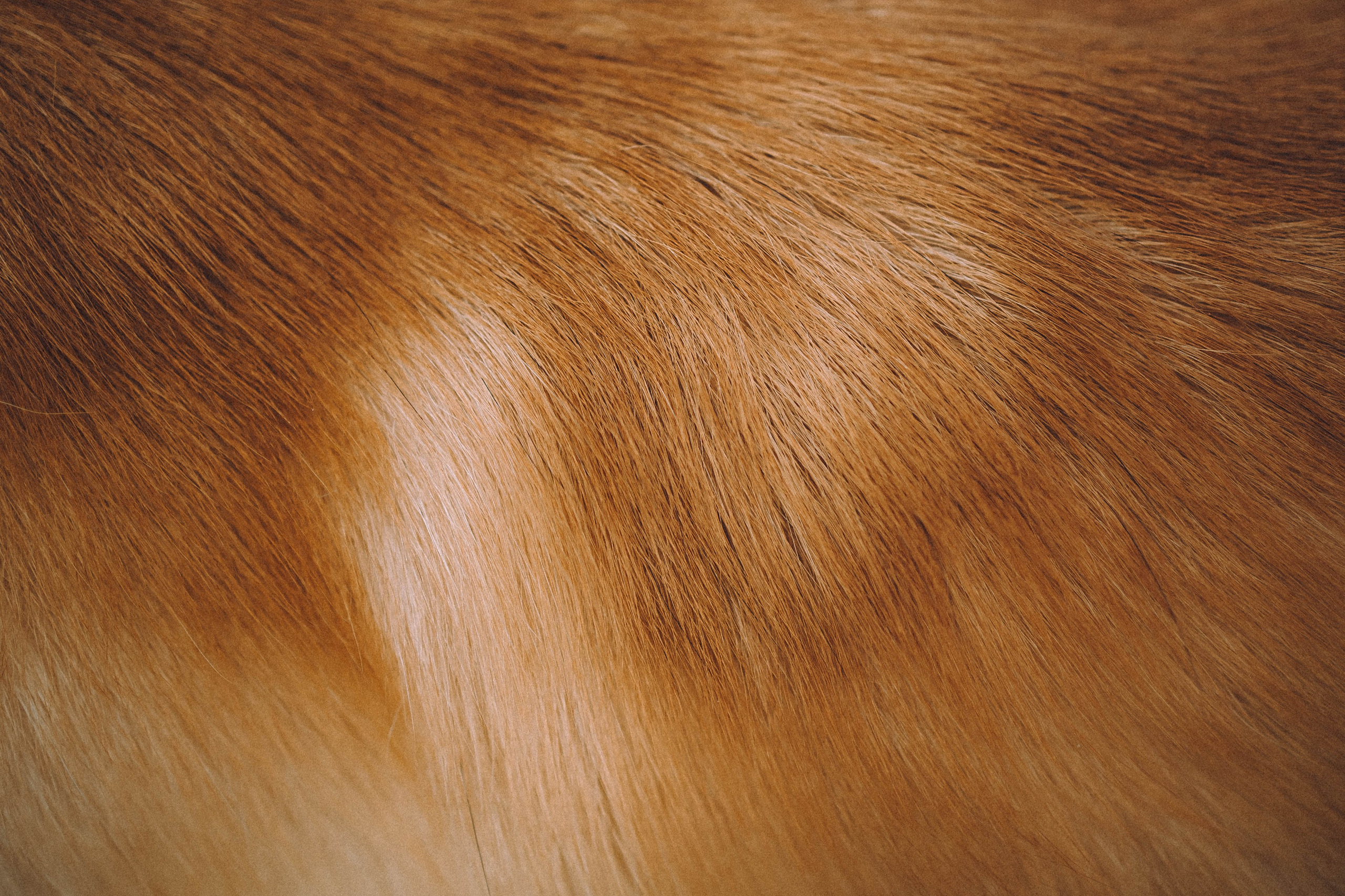 Арчи и его семья