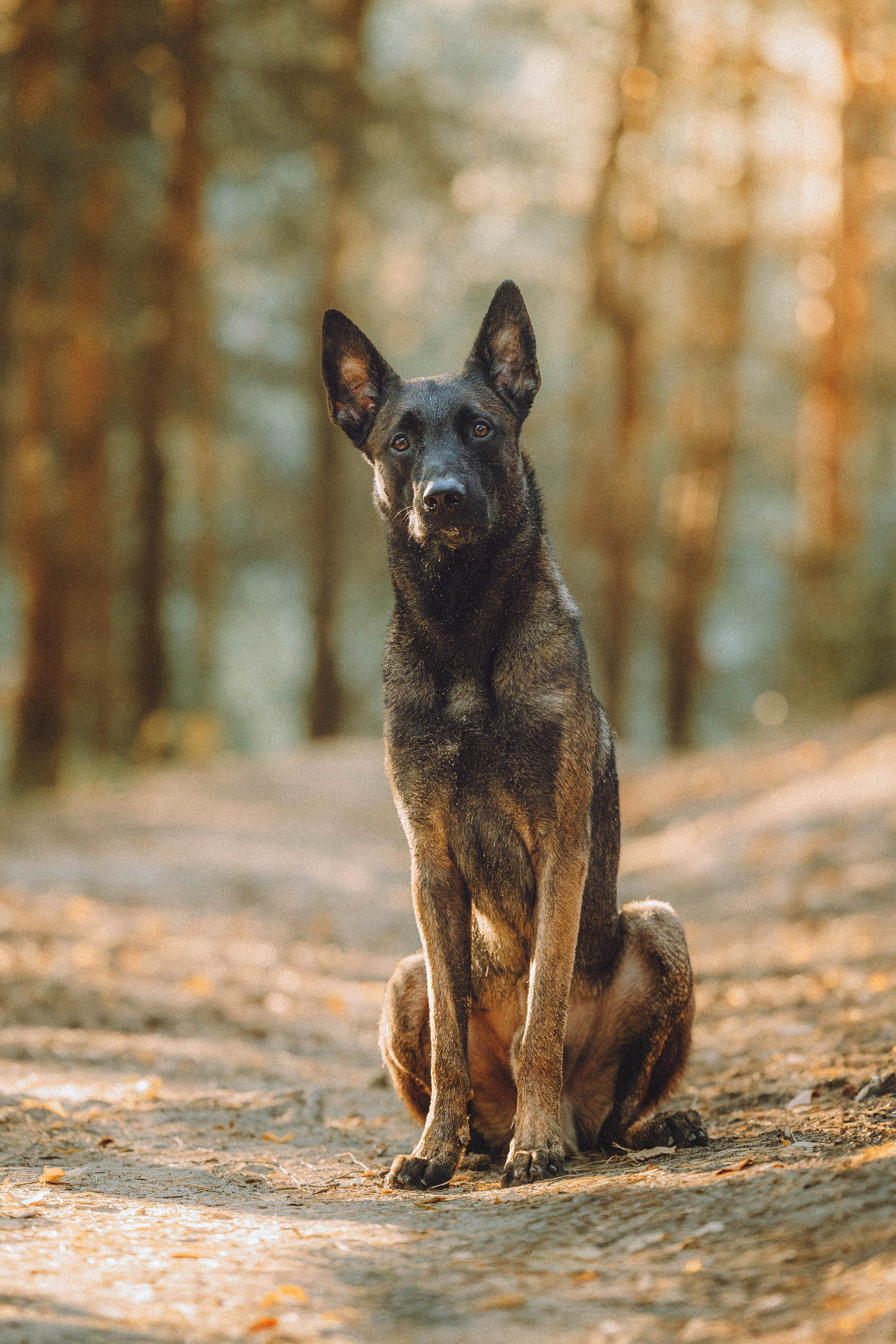 Таня, Ерш и Оллик