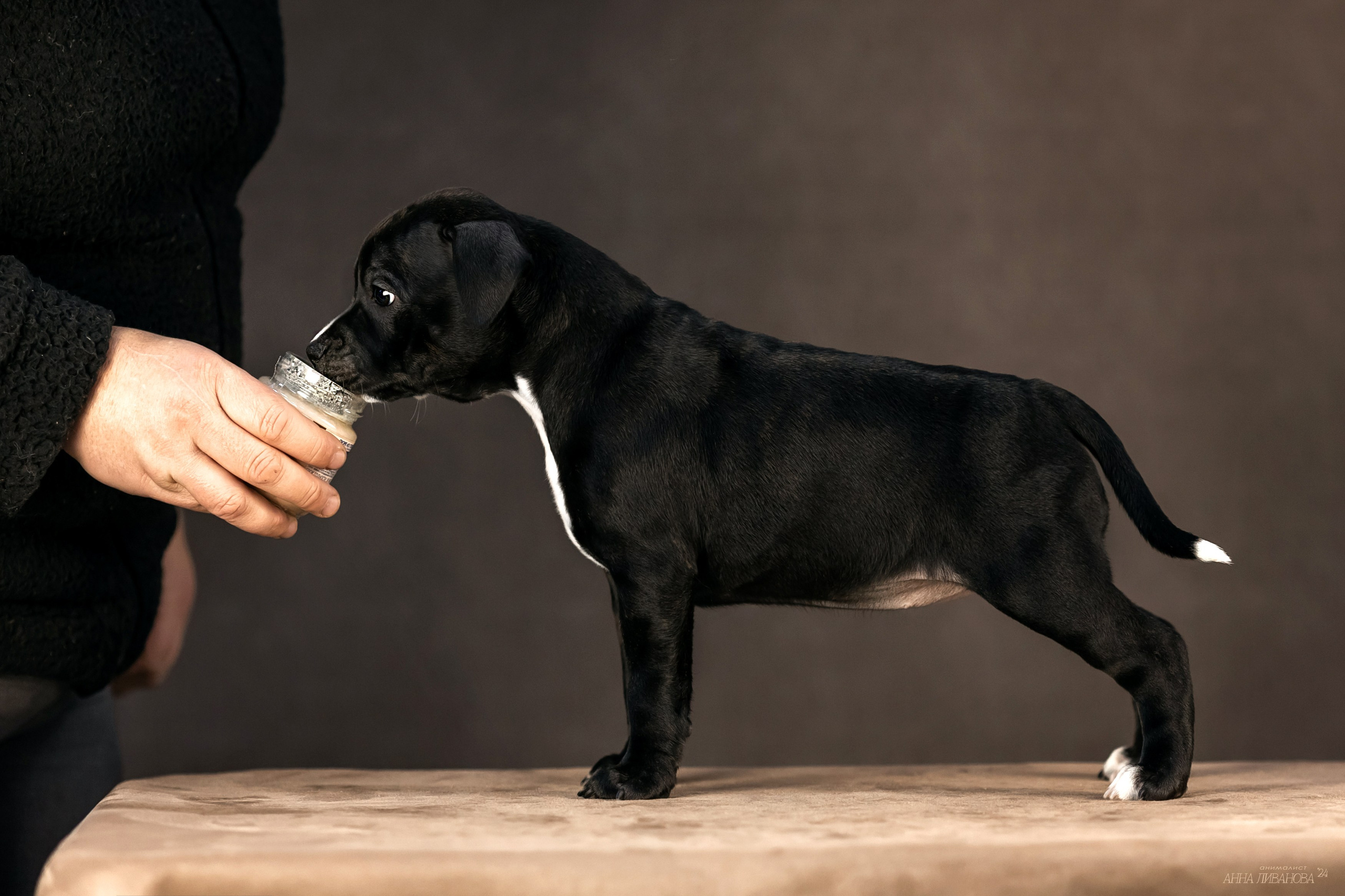 Стаффи. Фотограф анималист Аня Ливанова | Рыбинск