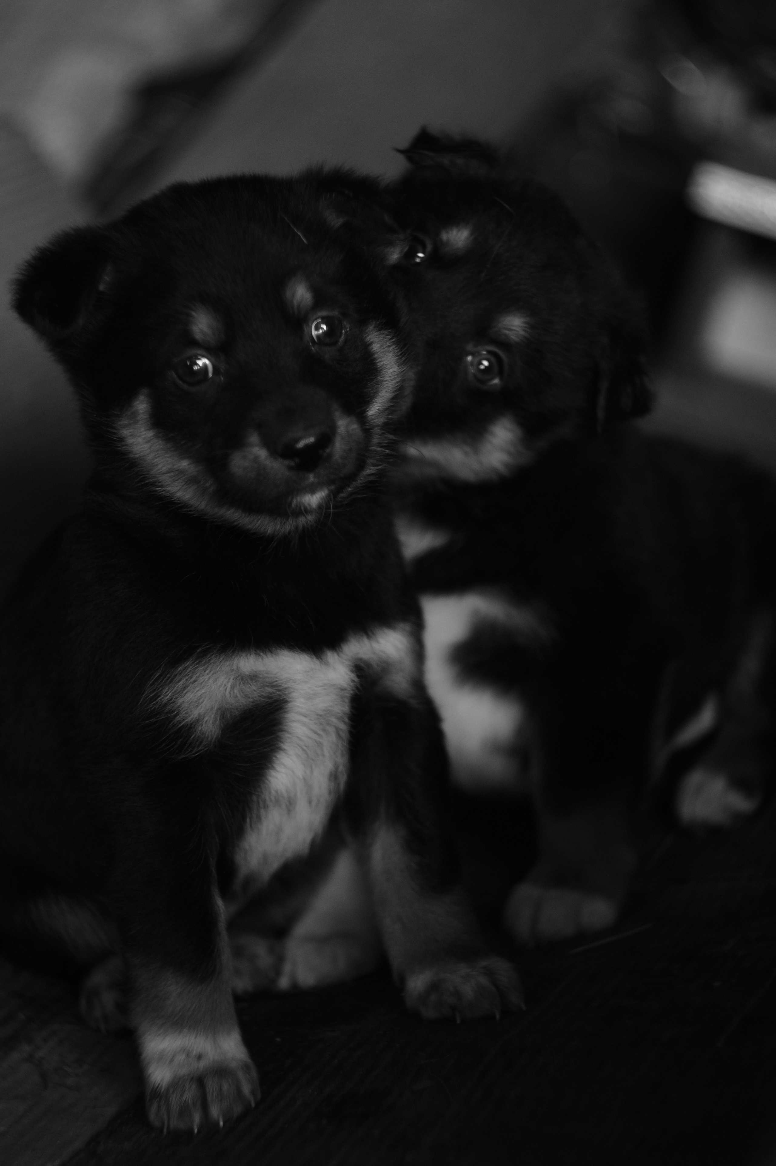 Dogs. Профессиональный фотограф