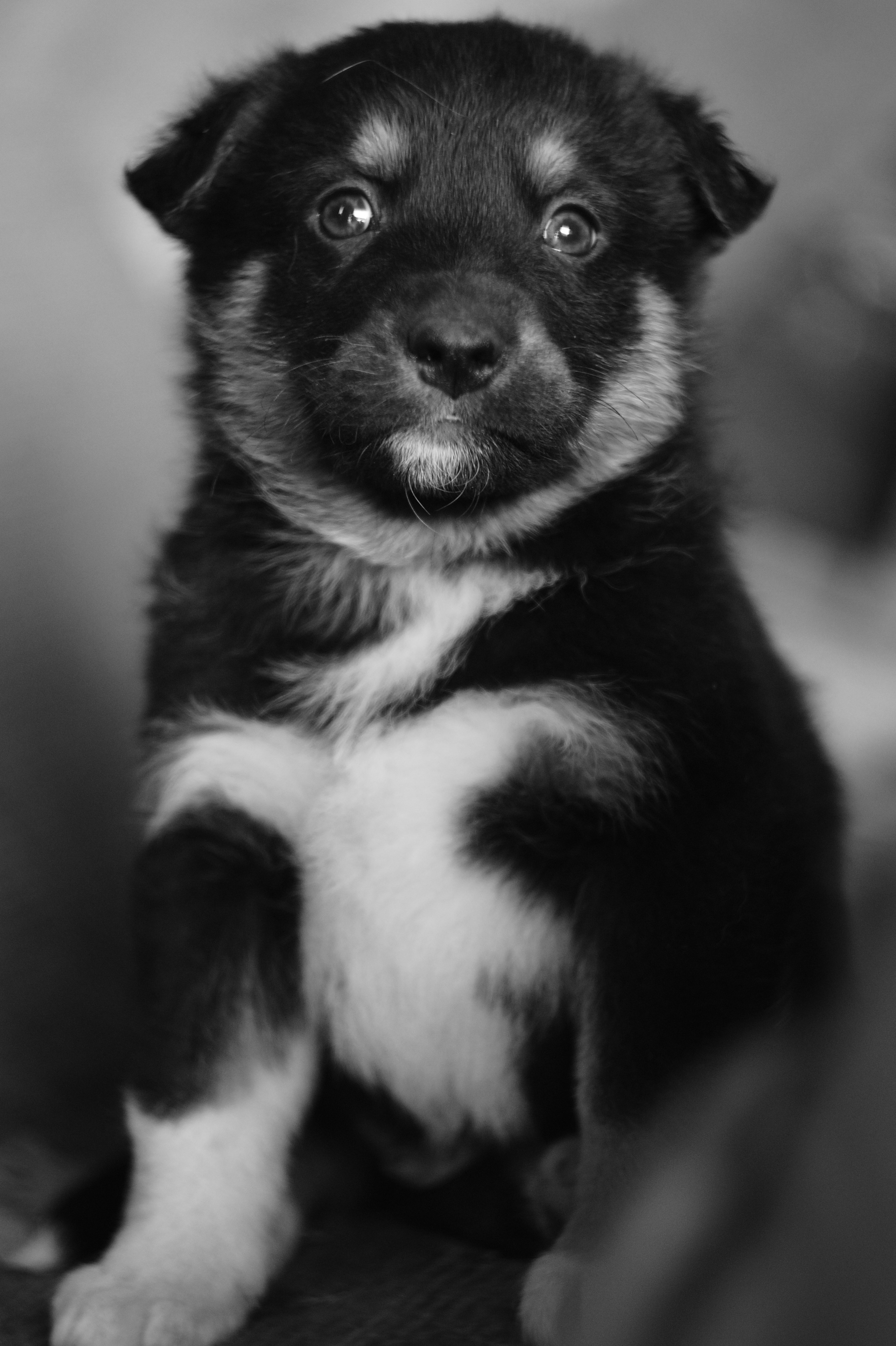 Dogs. Профессиональный фотограф