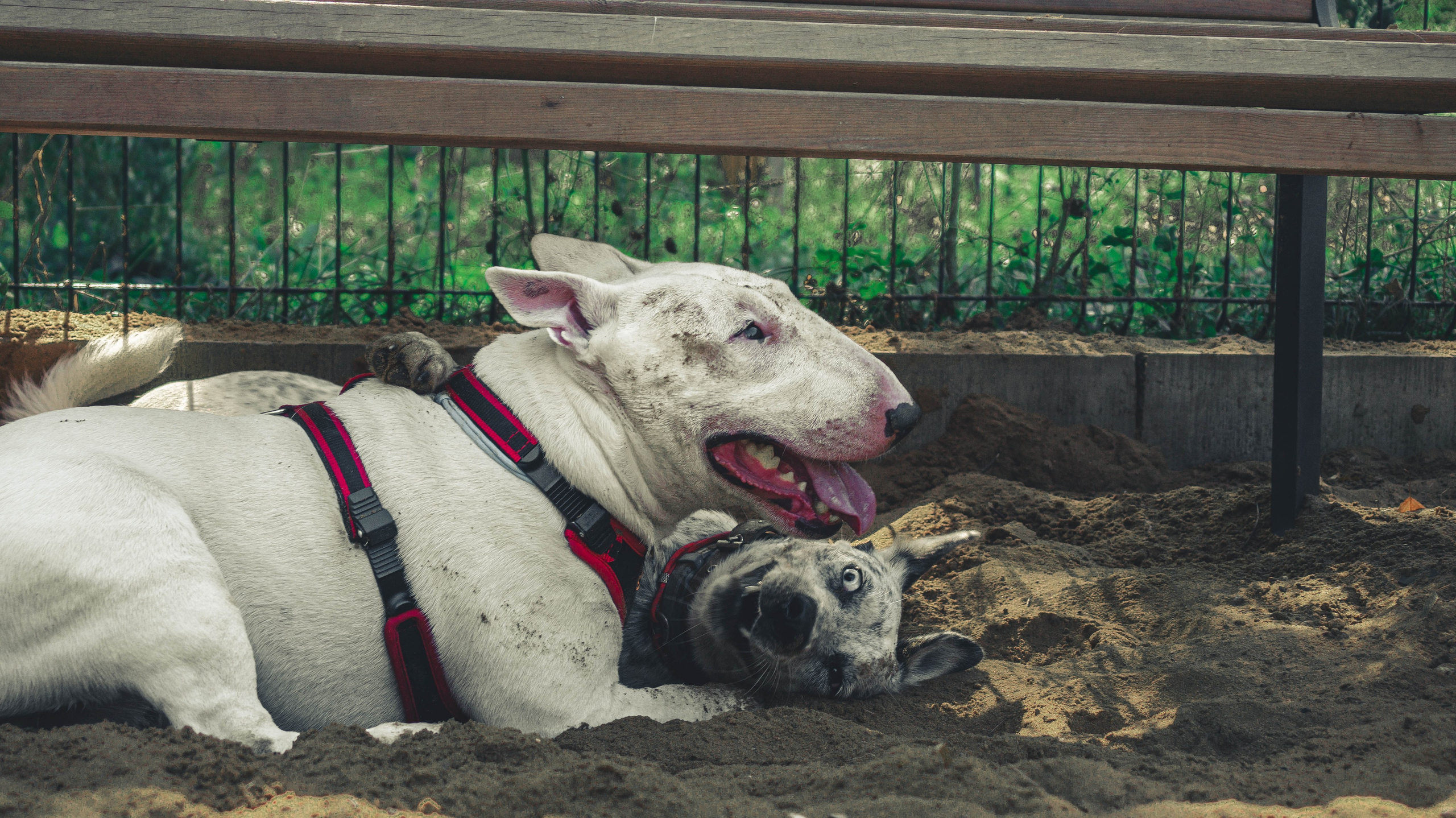 Цунами. Профессиональный фотограф