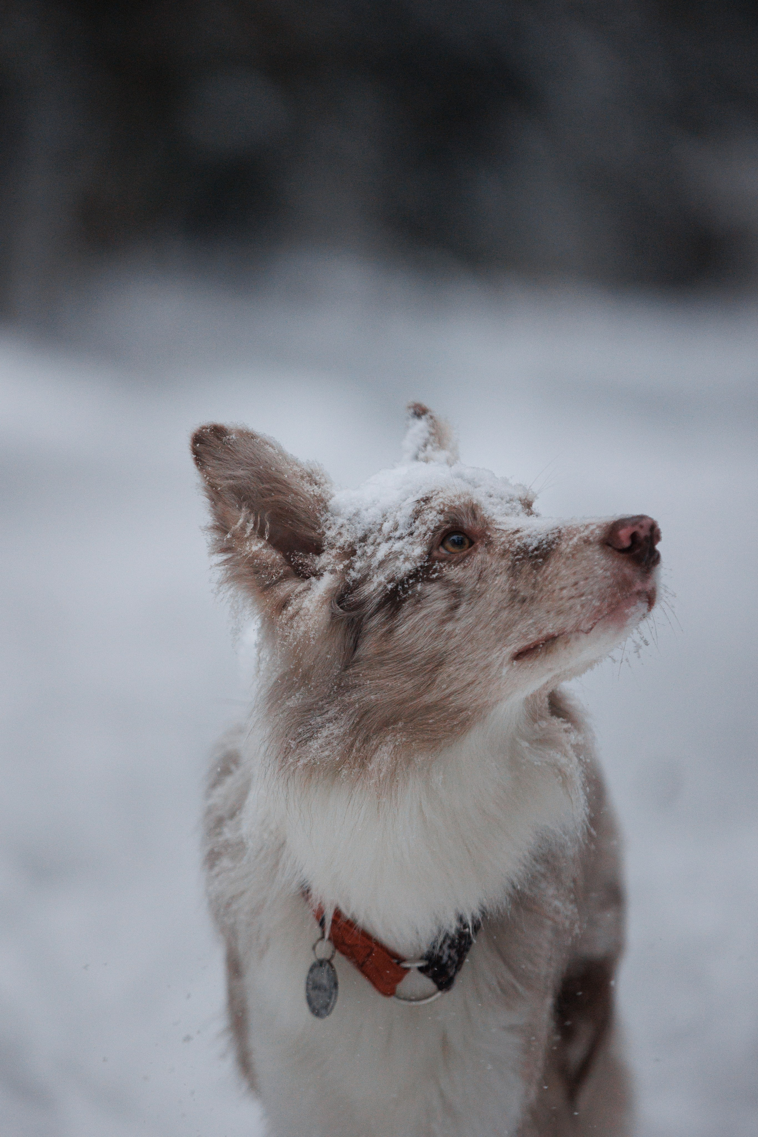 Даша и компания. Фотограф анималист Кристина Карпова, Москва