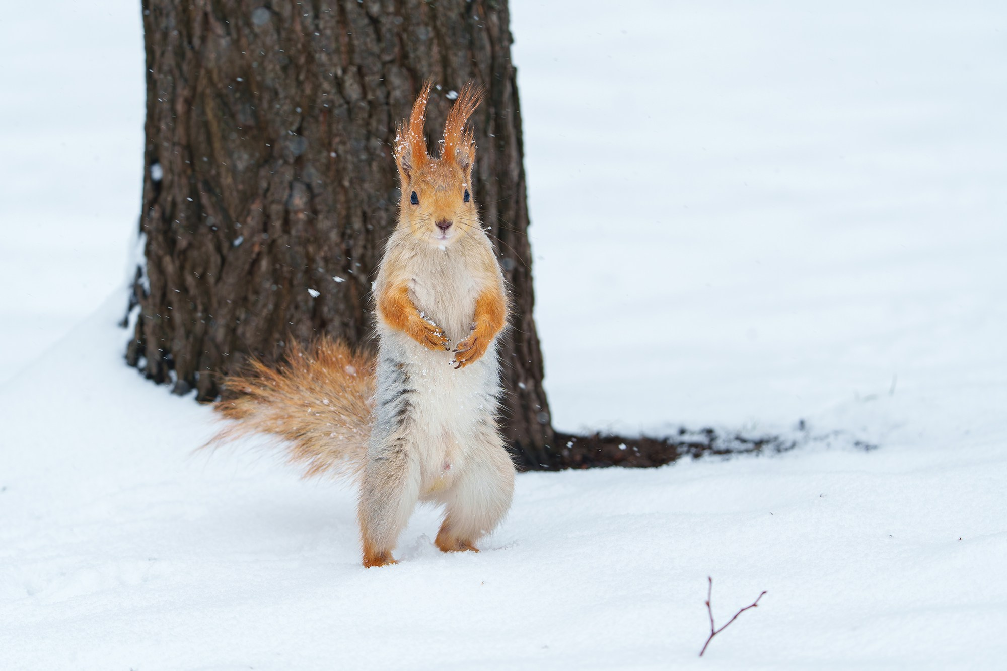 Животные. Ваш личный фотограф Марина Волкова