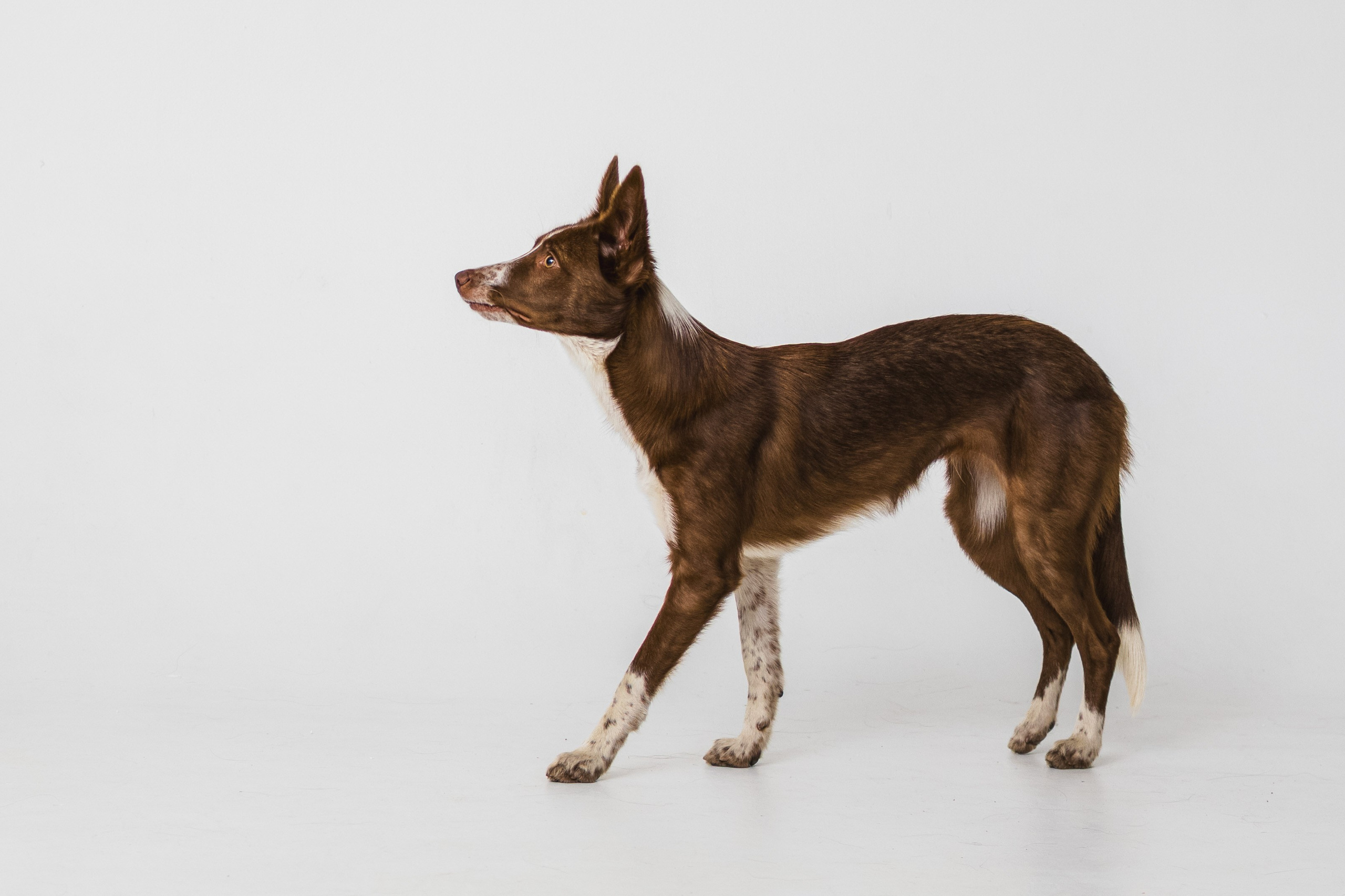 Воркшоп по импульсному свету