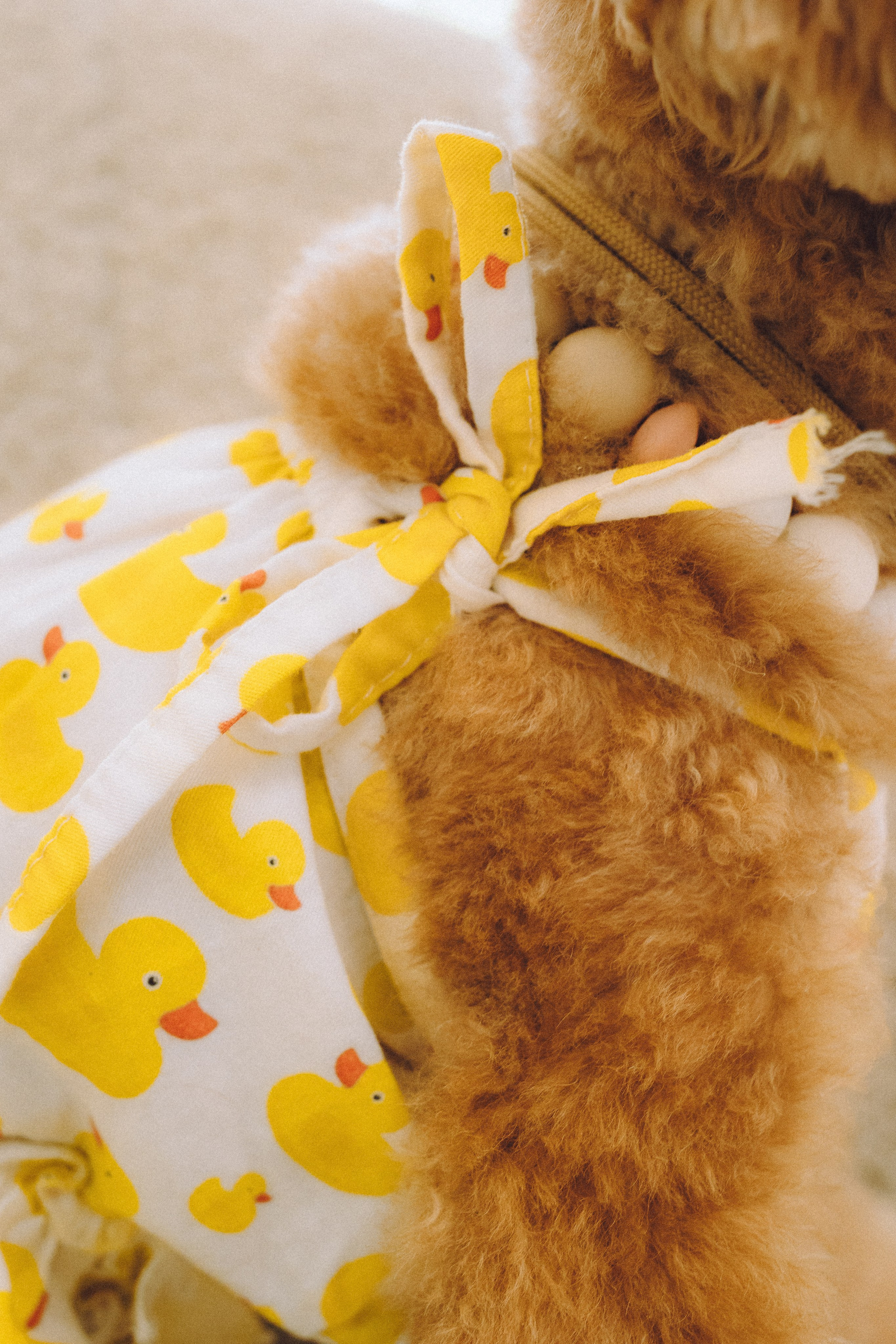 День Рождения пуделя Глаши