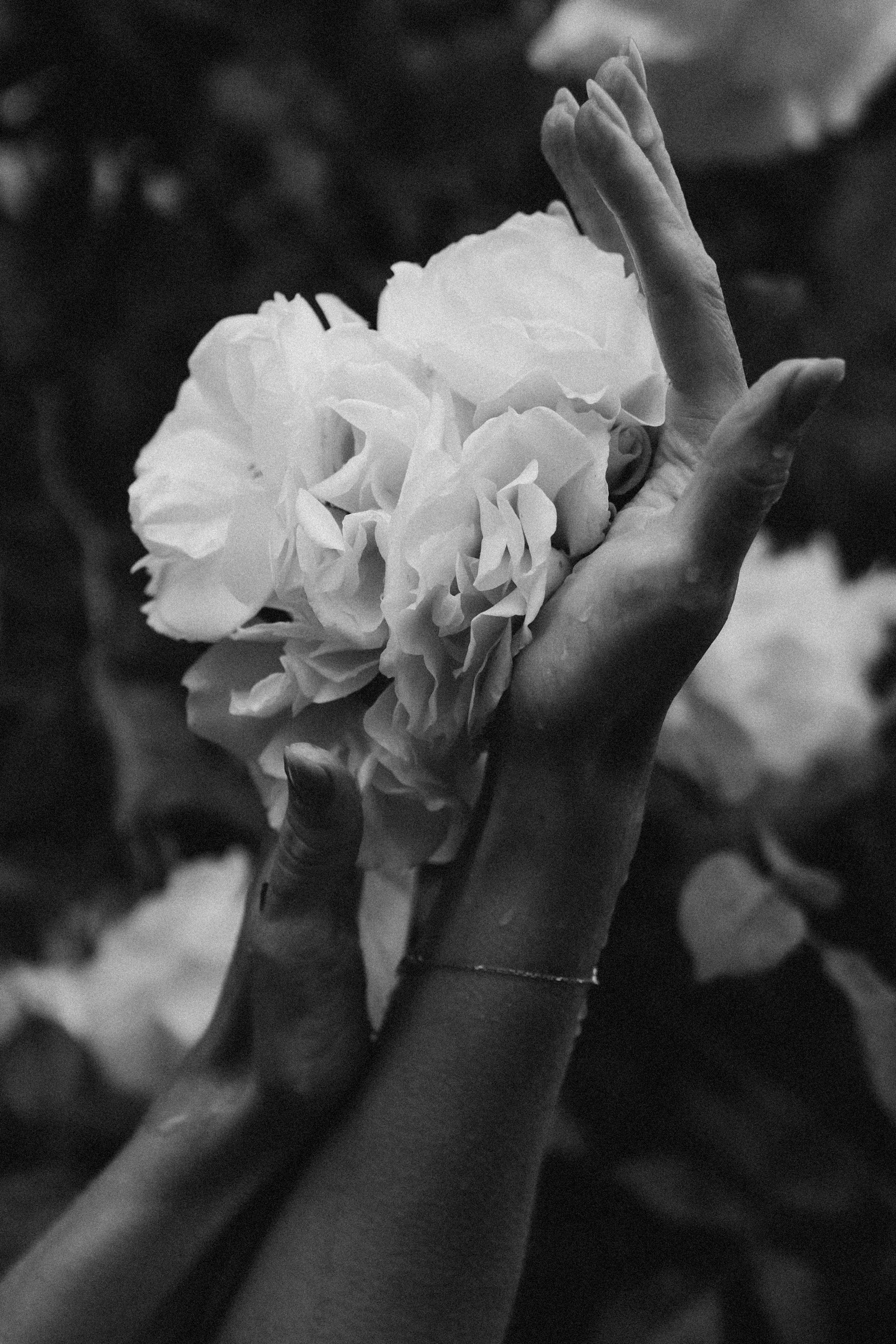 Лена розы. Дмитриева Светлана женский и семейный фотограф Рига, Москва, Геленджик