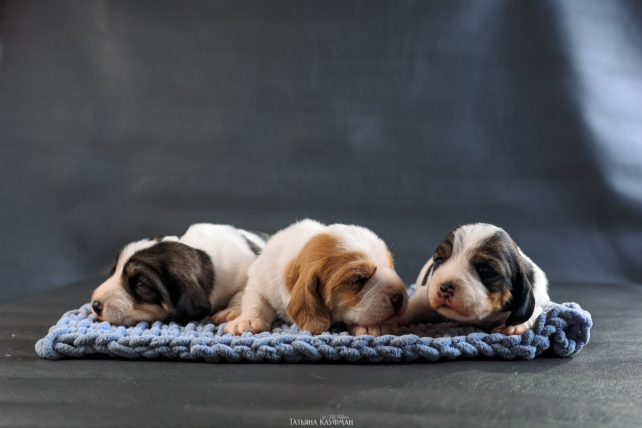 Малые вандейские бассет гриффоны. PVBG. Petit vandeen basset griffon, щенки в новосибирске. Питомник White Rivendel