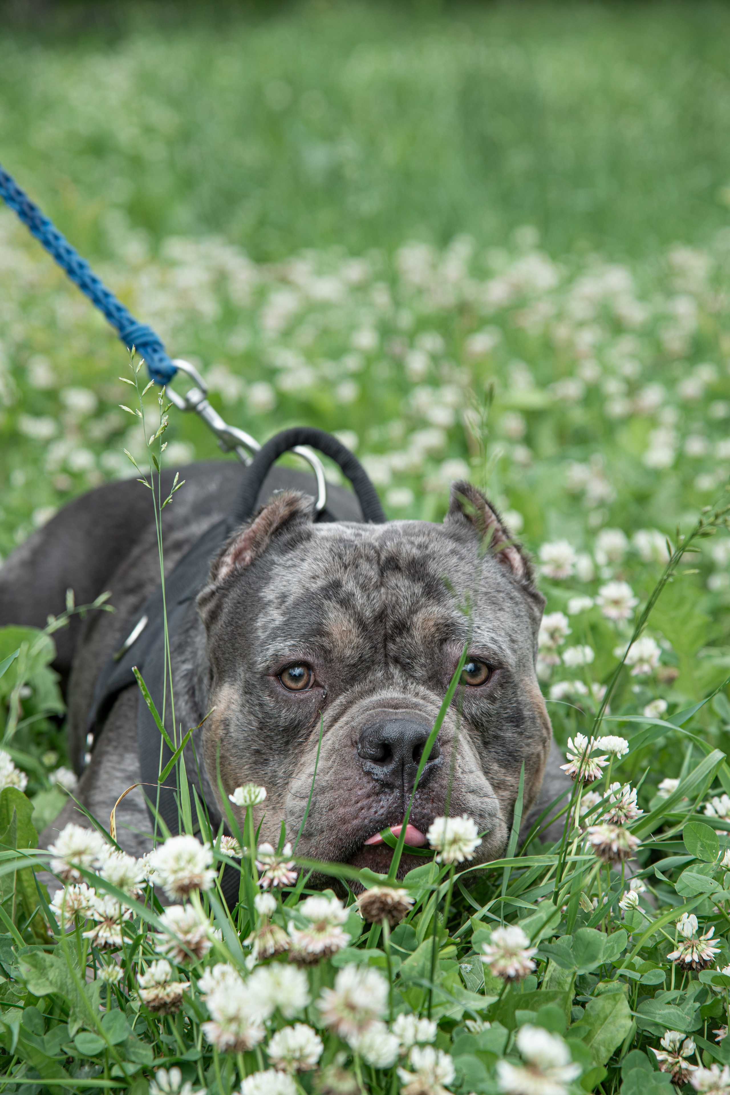 Dog. Фотография — это миг, который фиксирует вечность