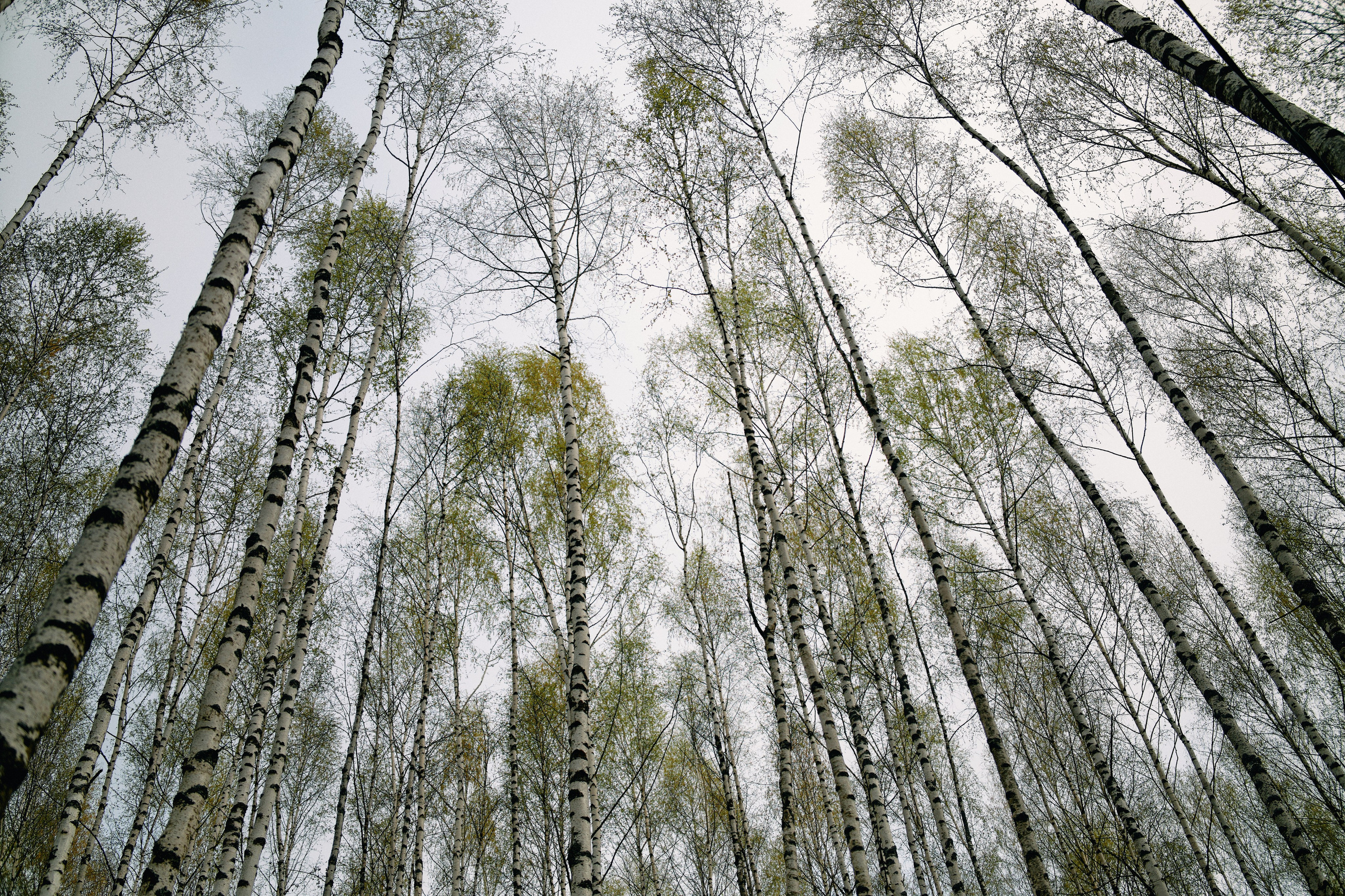 Бутик-отель Поле летом. Профессиональный Фотограф во Владимире, в Москве и в Суздале — Полина Романычева