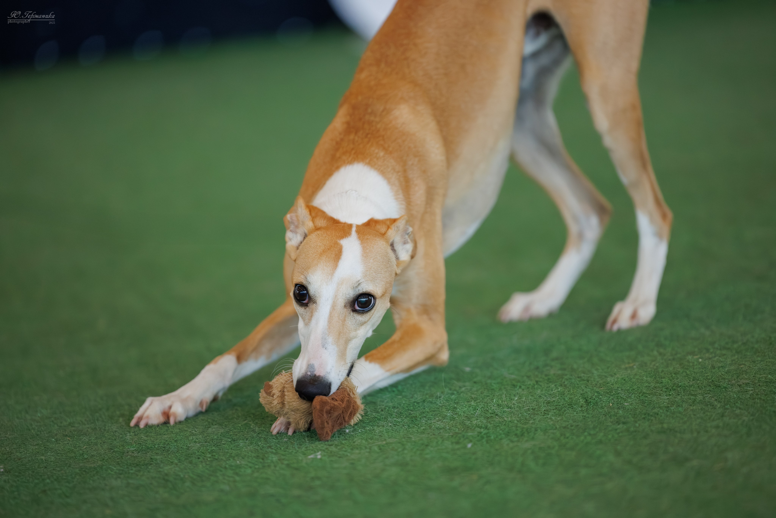 Батуми 3хCACIB 27-29.06.2025. Фотограф-анималист Юлия Германика