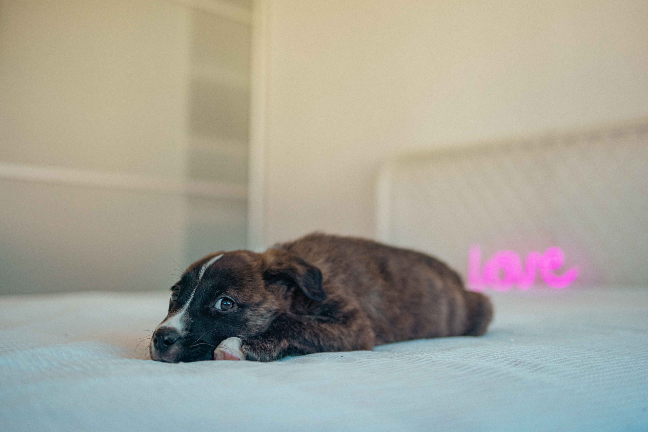 Гайка. Фотограф-анималист в Москве Лера Черноног