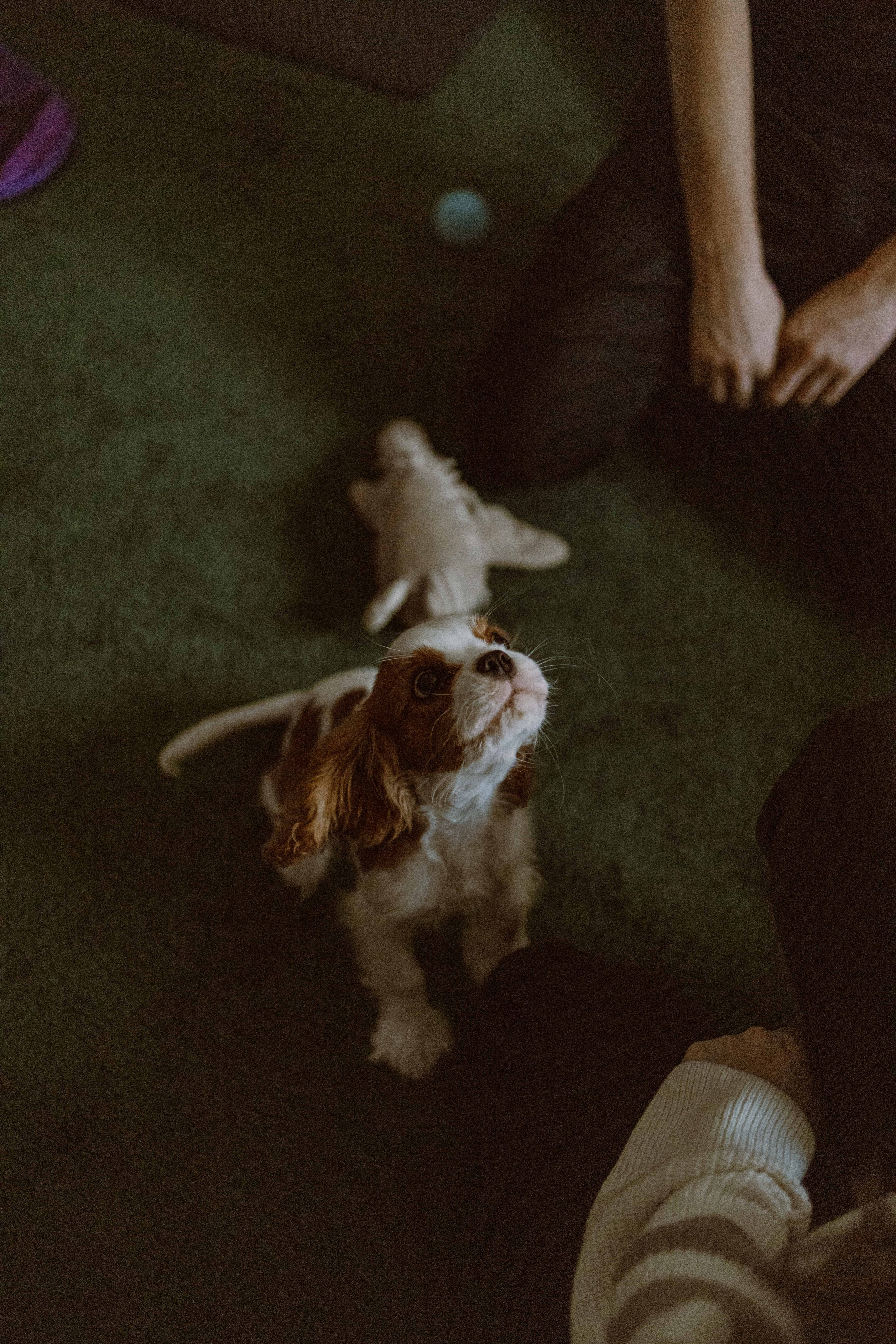 Юля и Кипр. Фотограф-анималист в Москве Лера Черноног