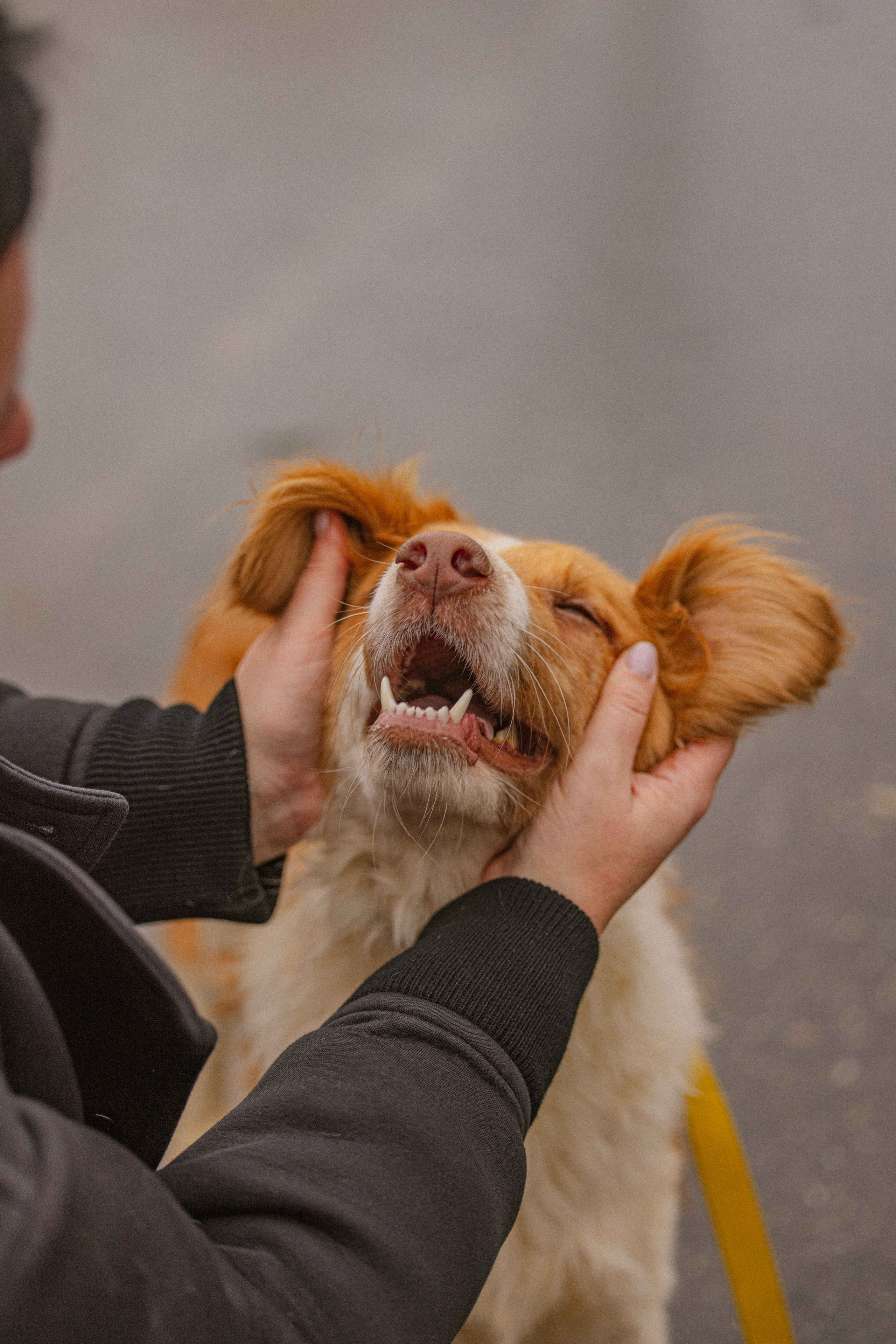 Передержка. Фотограф-анималист в Москве Лера Черноног