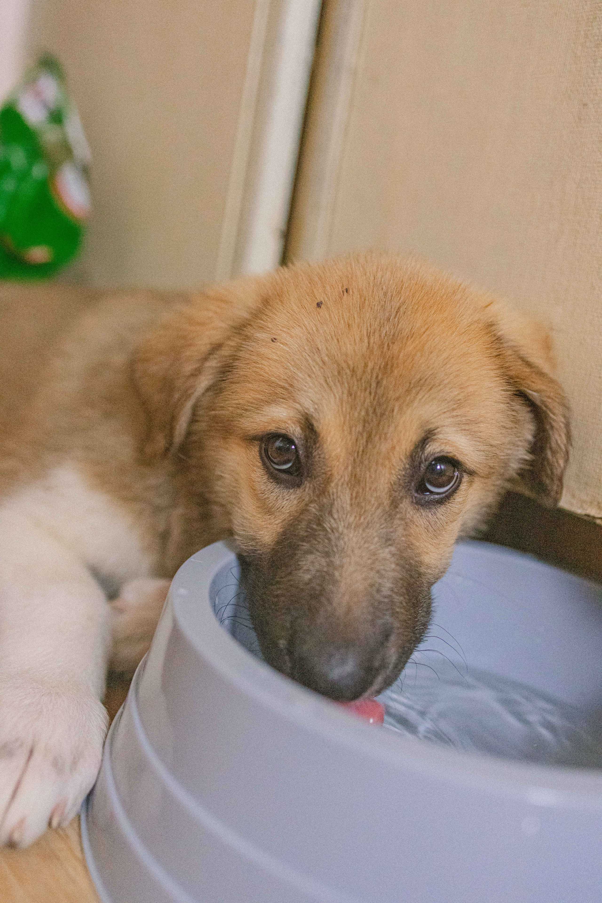 Щеночки на кухне. Фотограф-анималист в Москве Лера Черноног