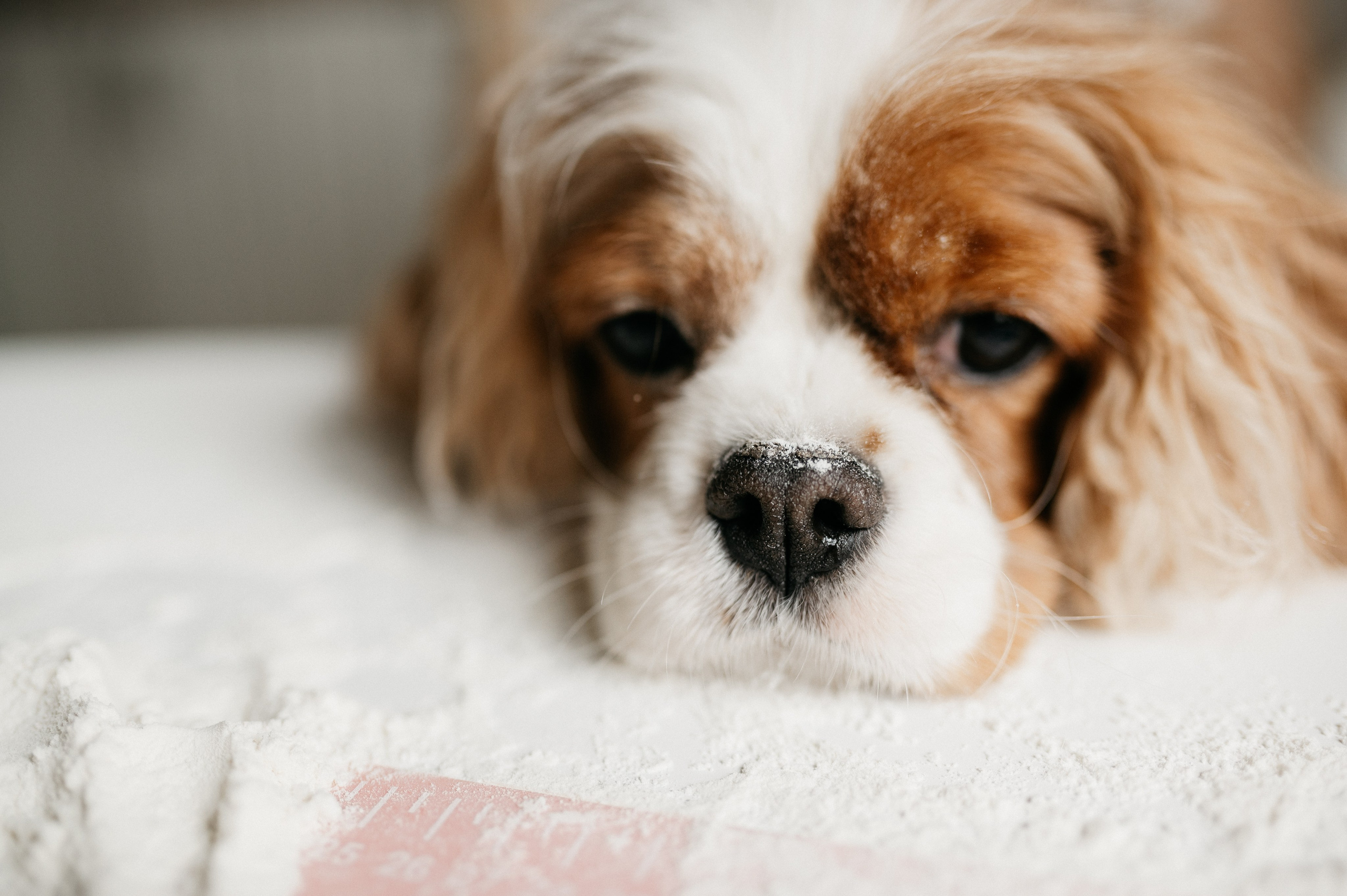 Даша, Диана, Дебби и маленькая крыска. Фотограф анималист в Москве Ольга Агушева