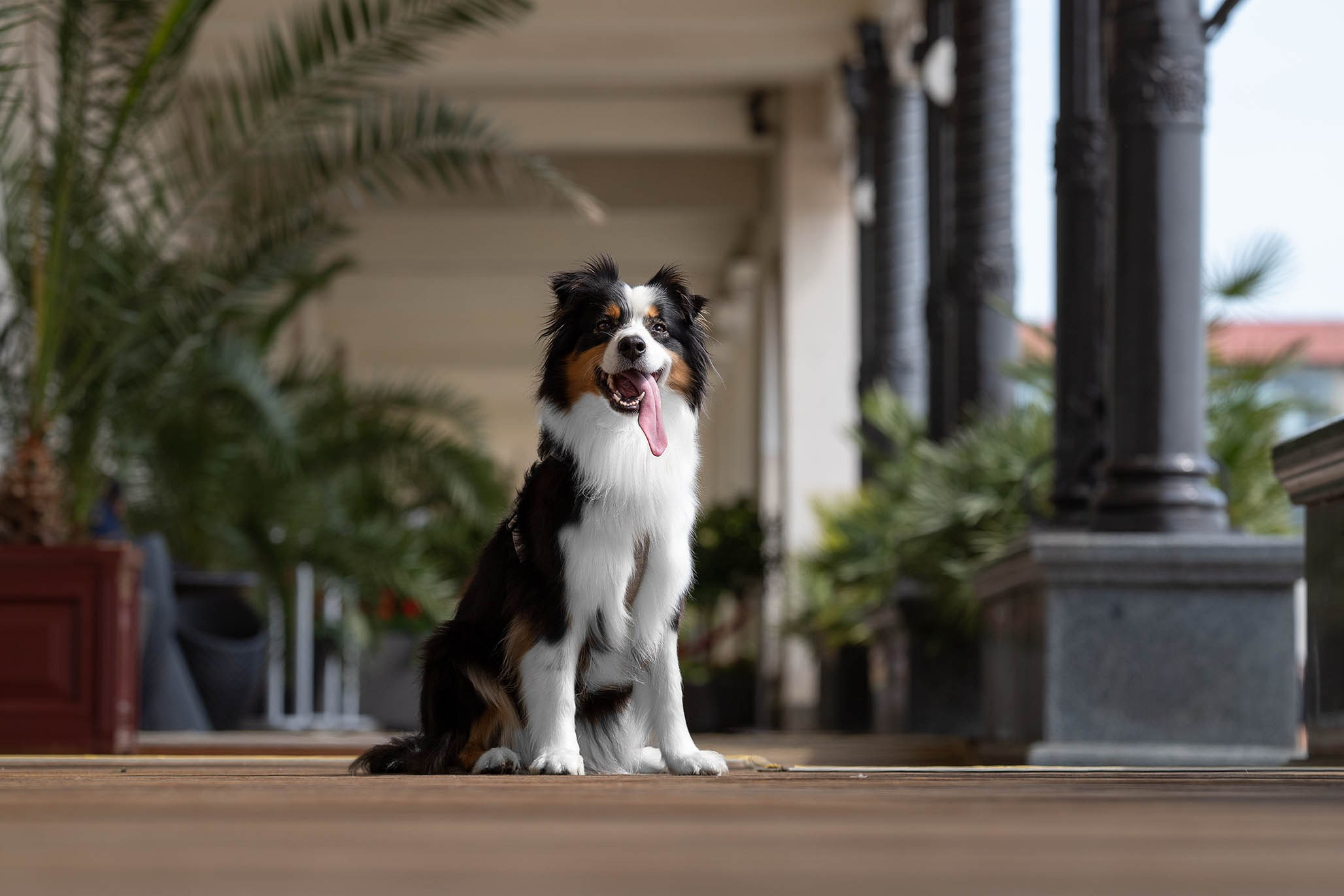 Гретта, Австралийская Овчарка. Ирина Голомб|Фотограф-анималист в  Сочи и Калининграде