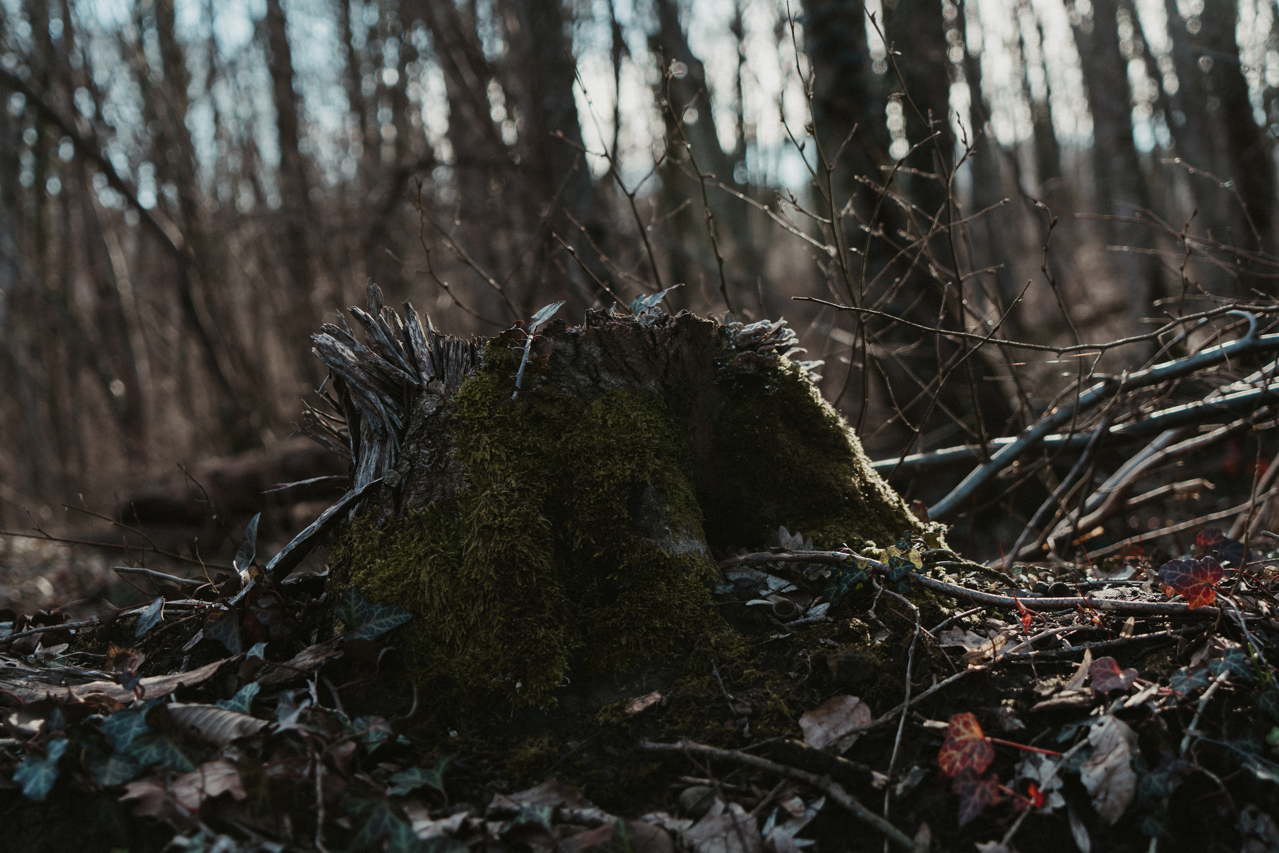 Природа. Свадебный и семейный фотограф/видеограф в Краснодаре Наталья Осинская