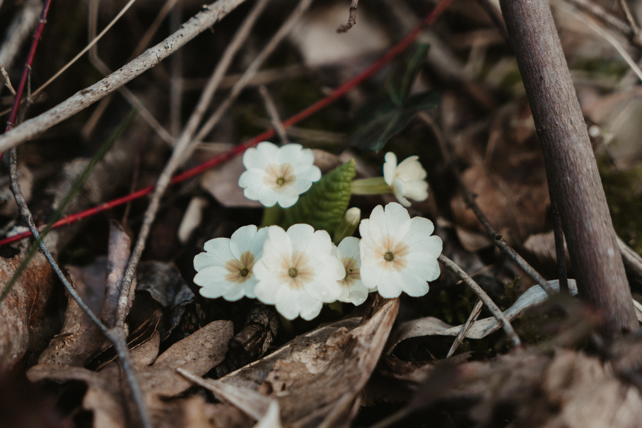 Природа. Свадебный и семейный фотограф/видеограф в Краснодаре Наталья Осинская