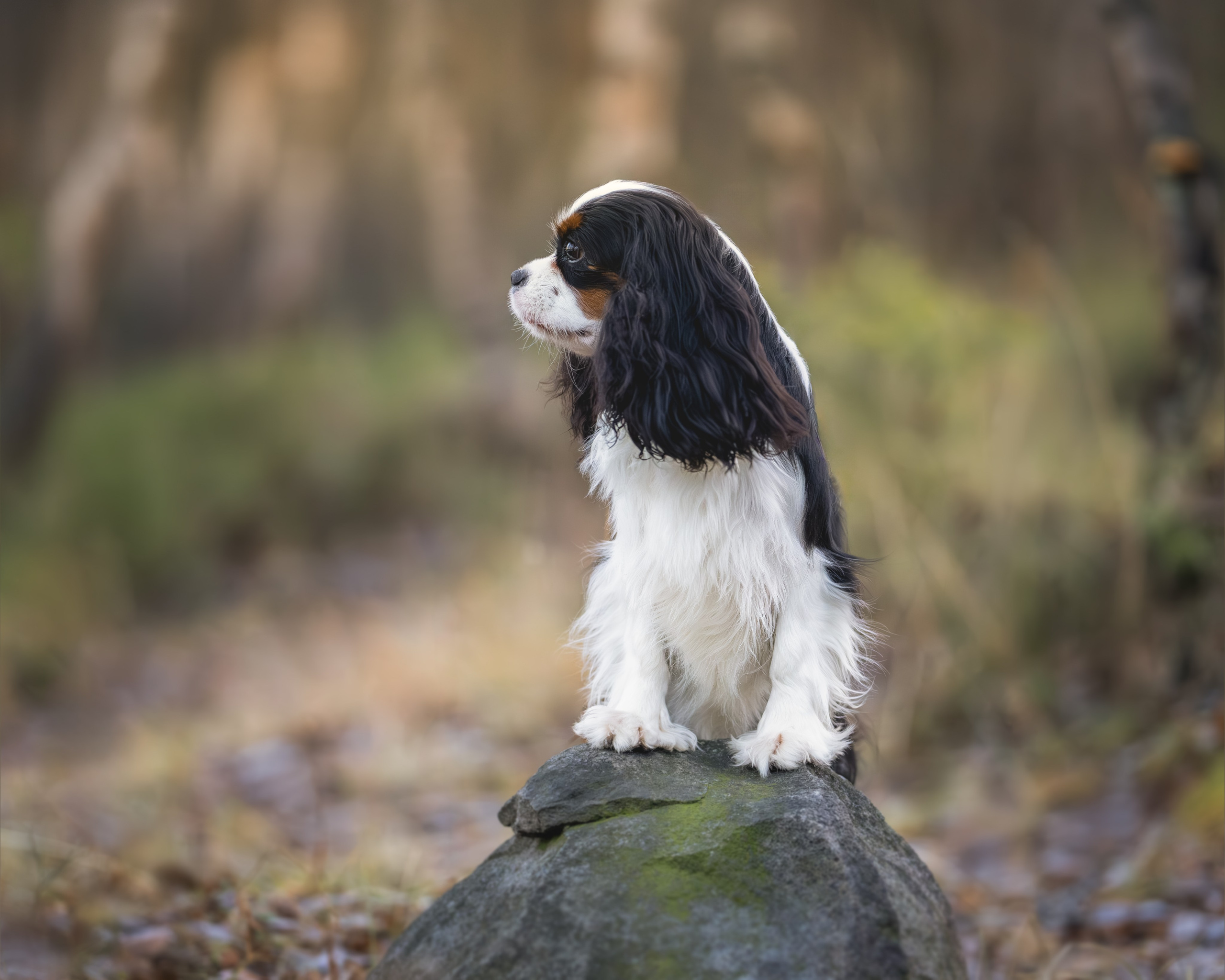 ККЧС Луна. Главная