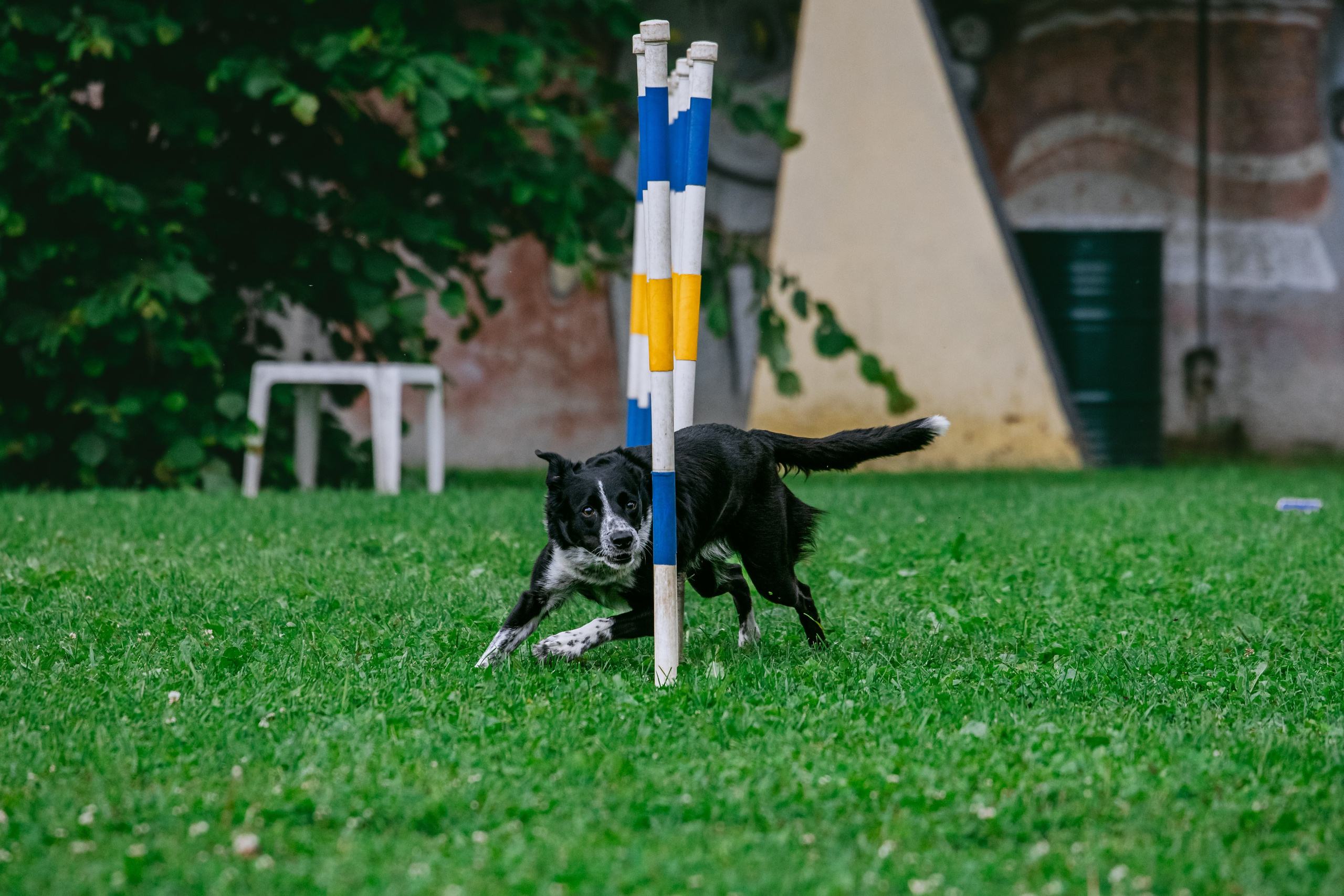 Соревнования по аджилити Долгопрудный 30.06.2025. Фотограф-анималист Татьяна Степанова
