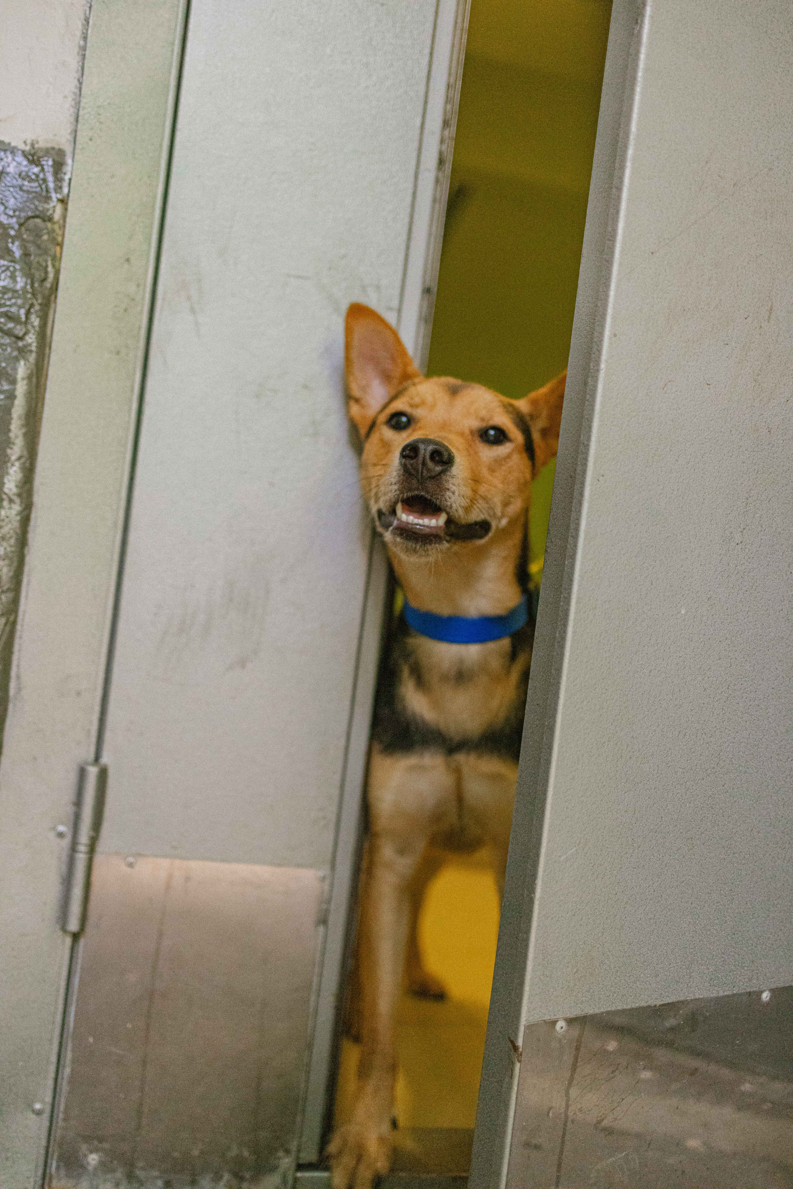 Джеки. Фотограф-анималист в Москве Лера Черноног