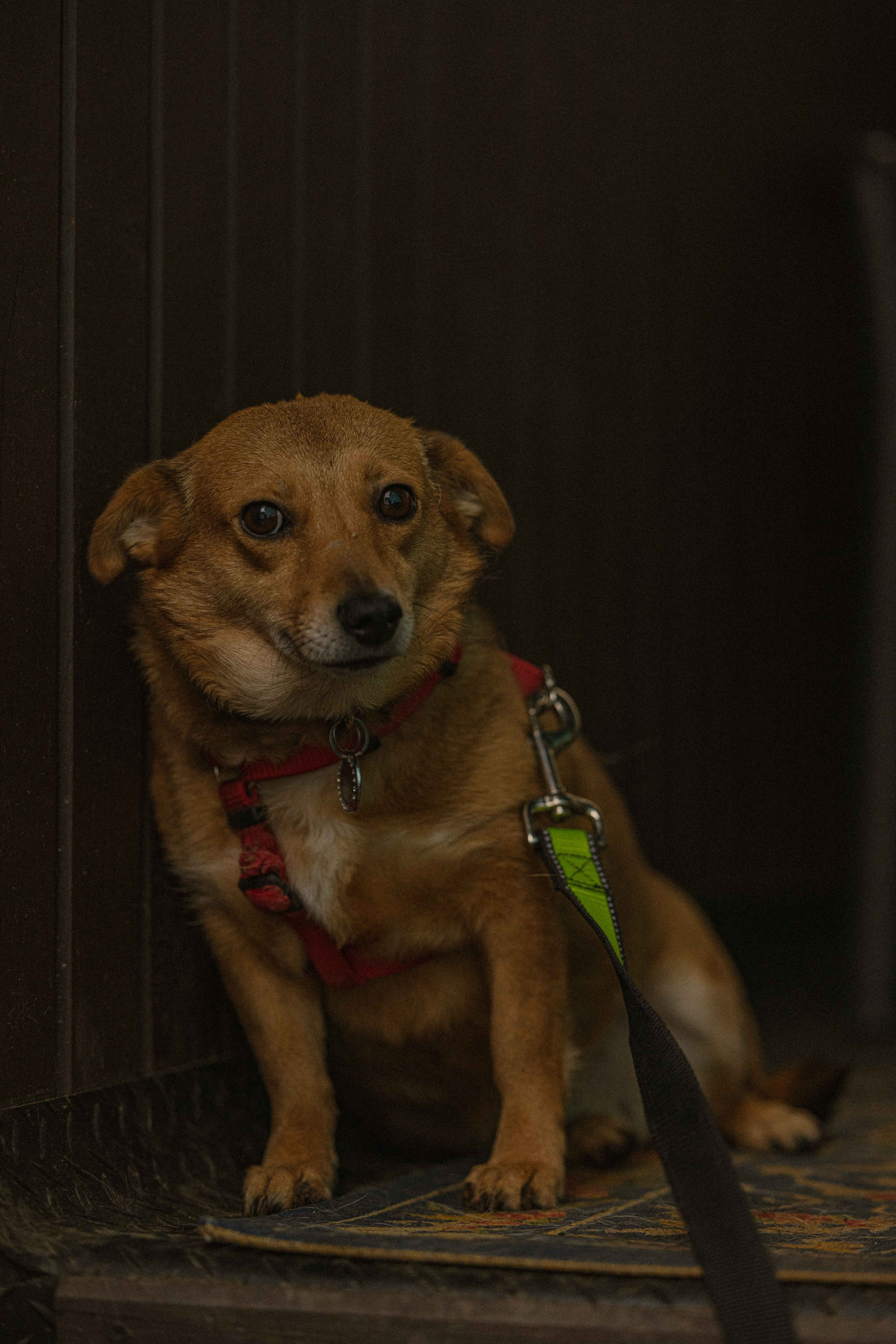 Передержка. Фотограф-анималист в Москве Лера Черноног