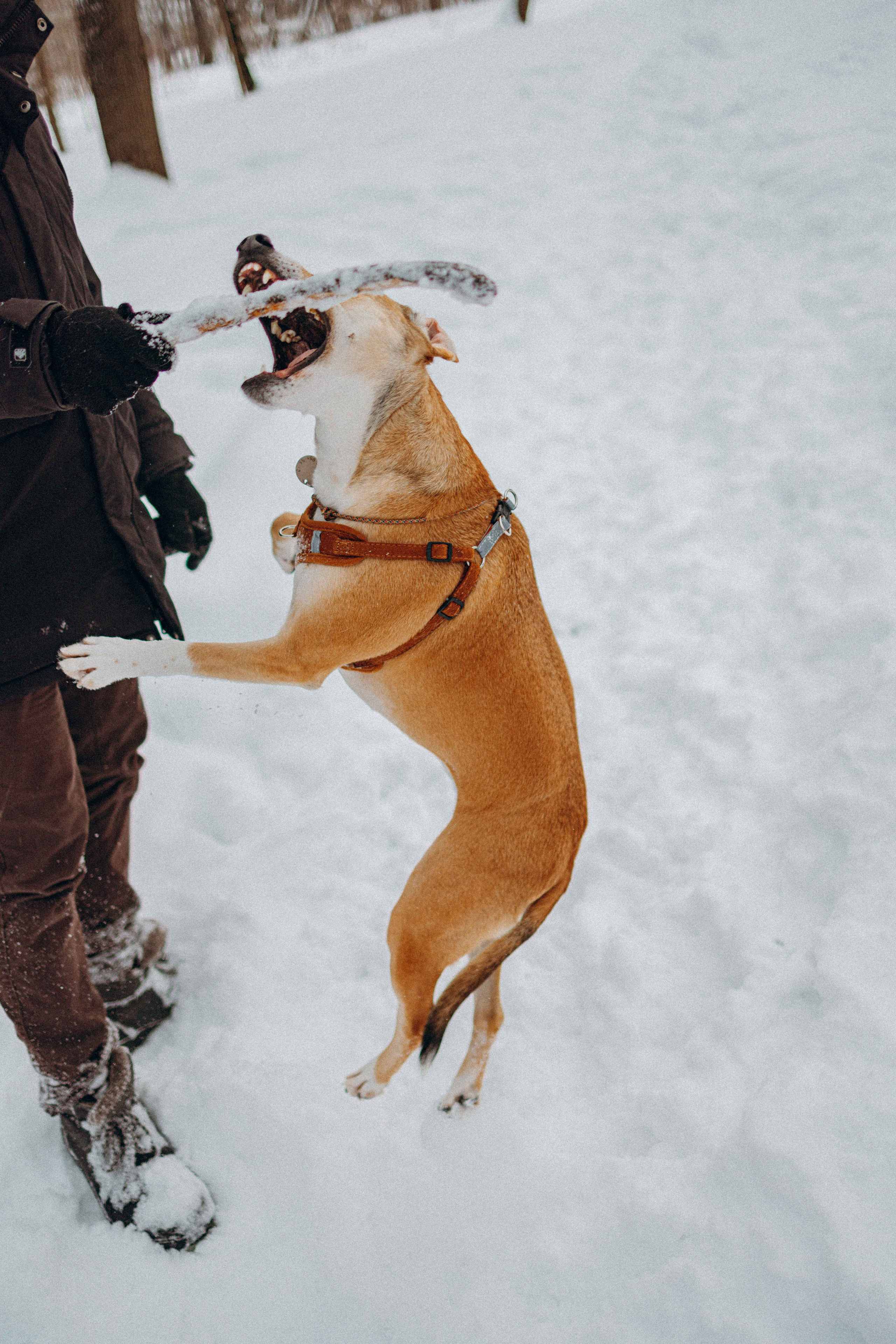Свобода и ее семья. Фотограф-анималист в Москве Лера Черноног