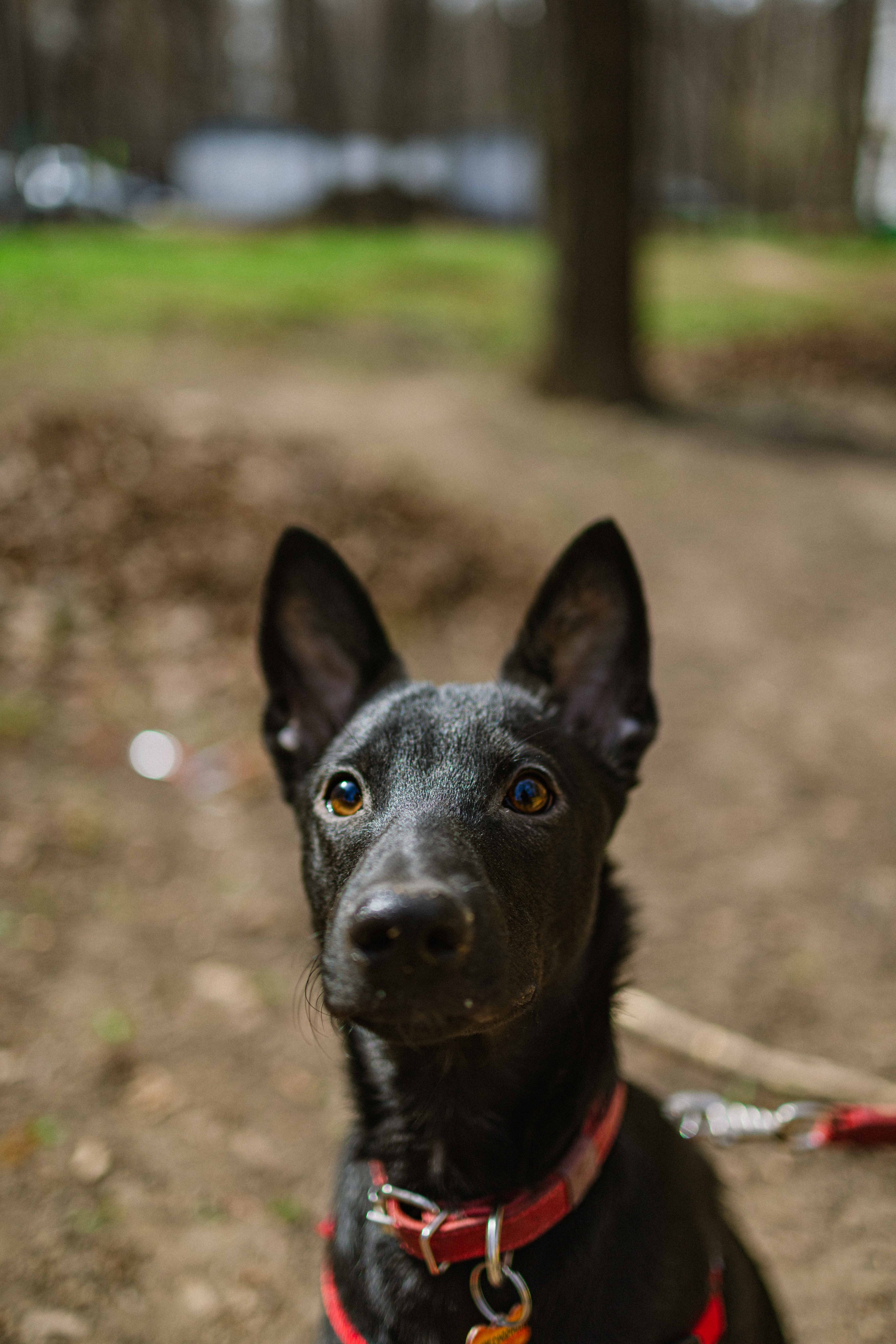 Булька. Фотограф-анималист в Москве Лера Черноног