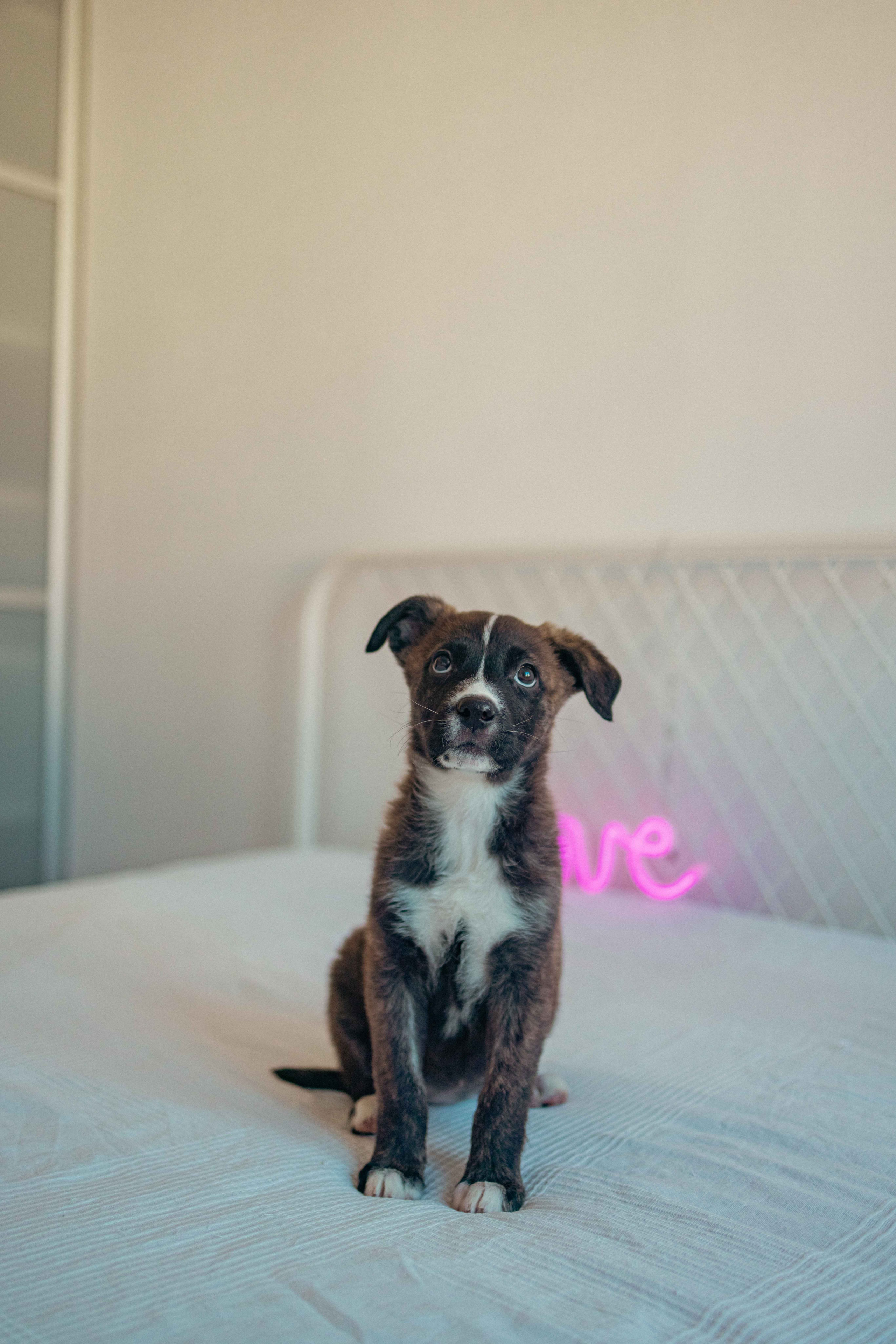 Гайка. Фотограф-анималист в Москве Лера Черноног