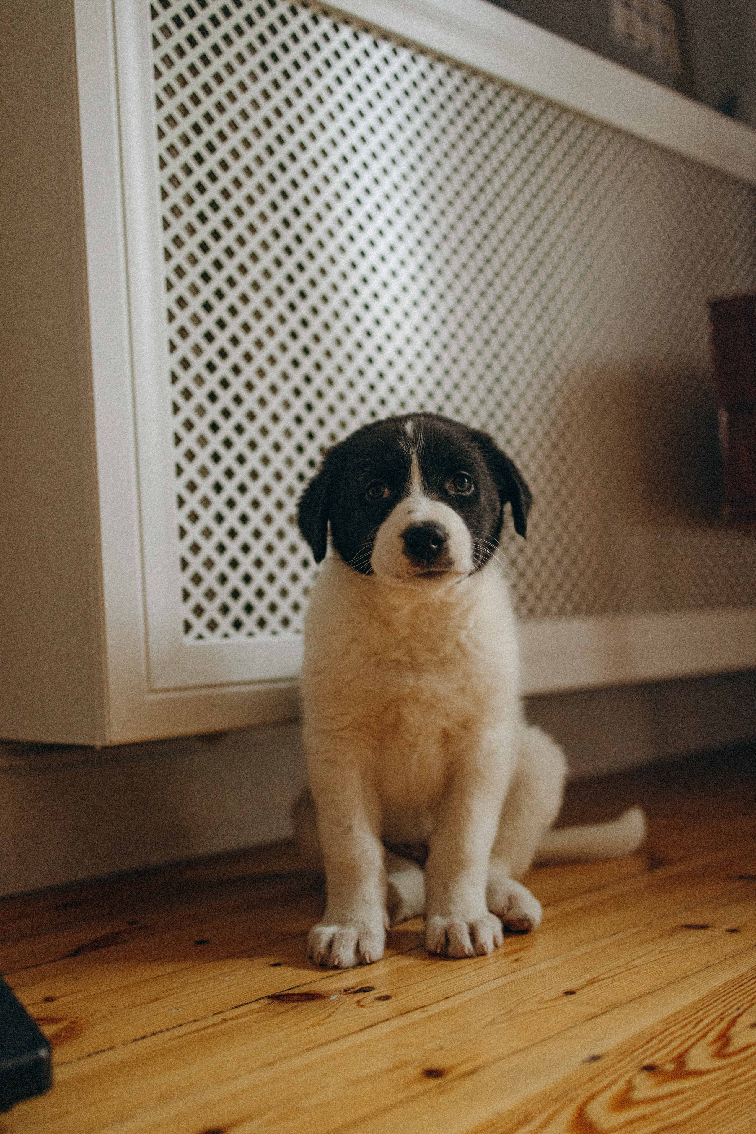 Щеночки. Фотограф-анималист в Москве Лера Черноног