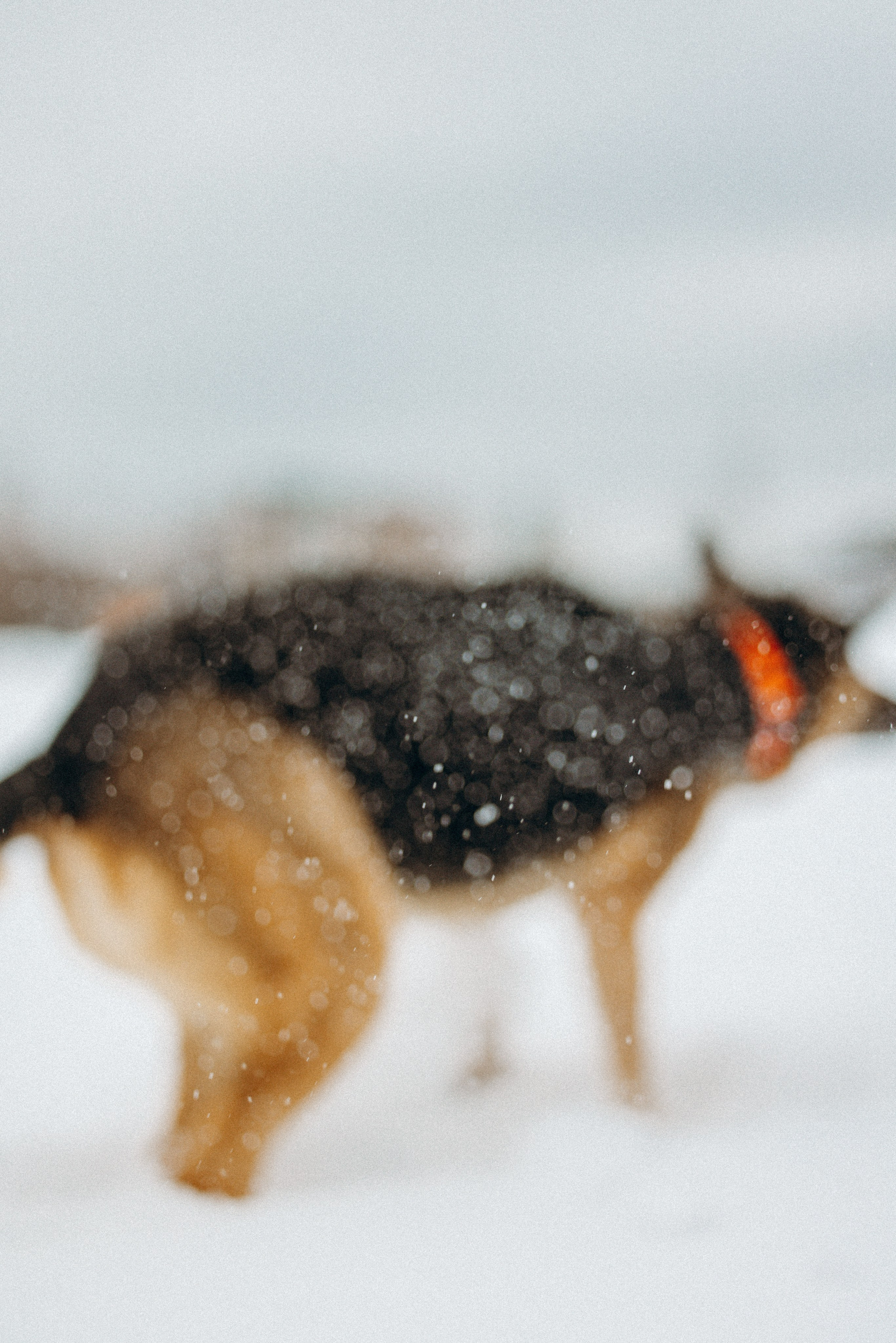 Ника, Матиша и Герда. Фотограф-анималист в Москве Лера Черноног