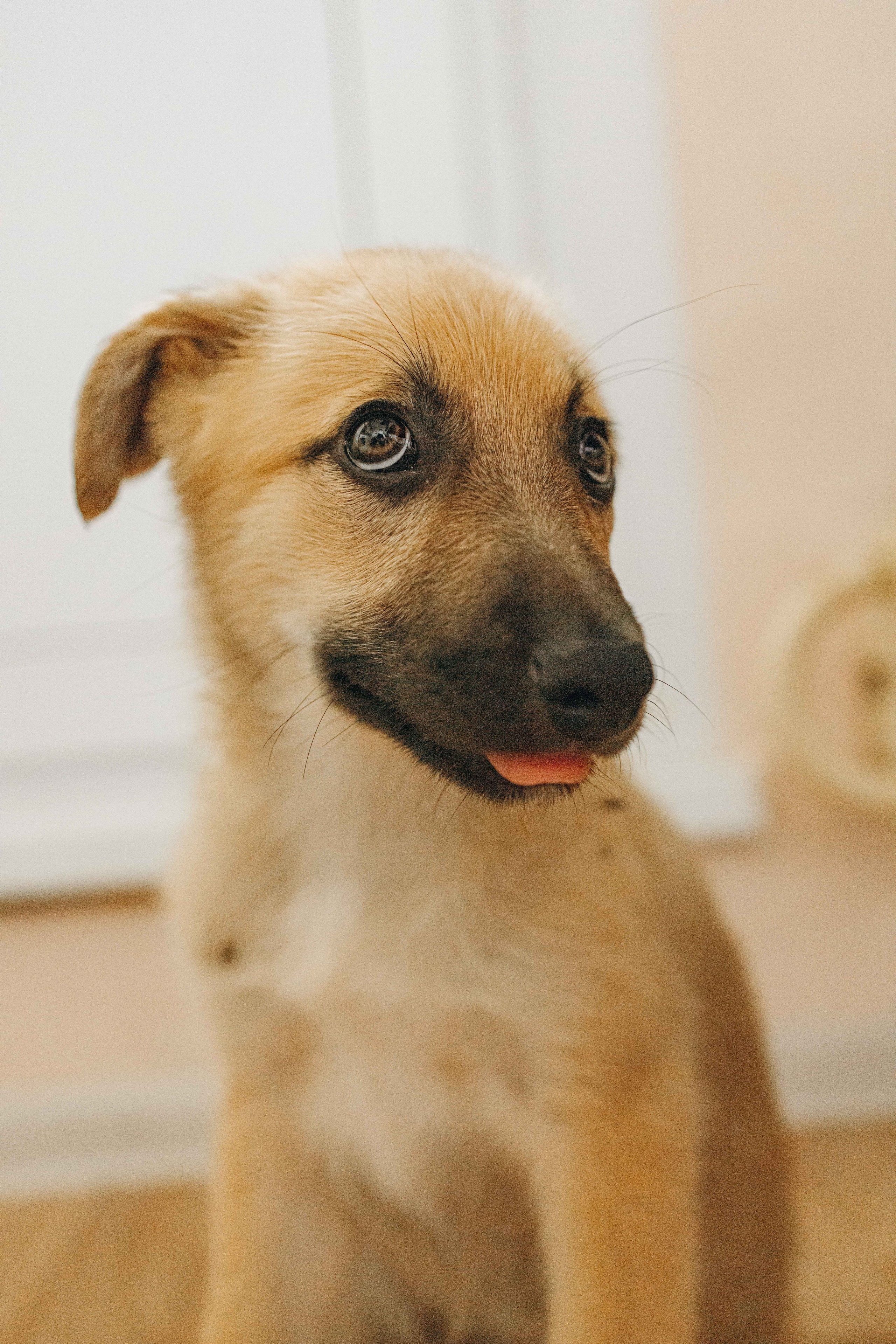Щеночки на кухне. Фотограф-анималист в Москве Лера Черноног