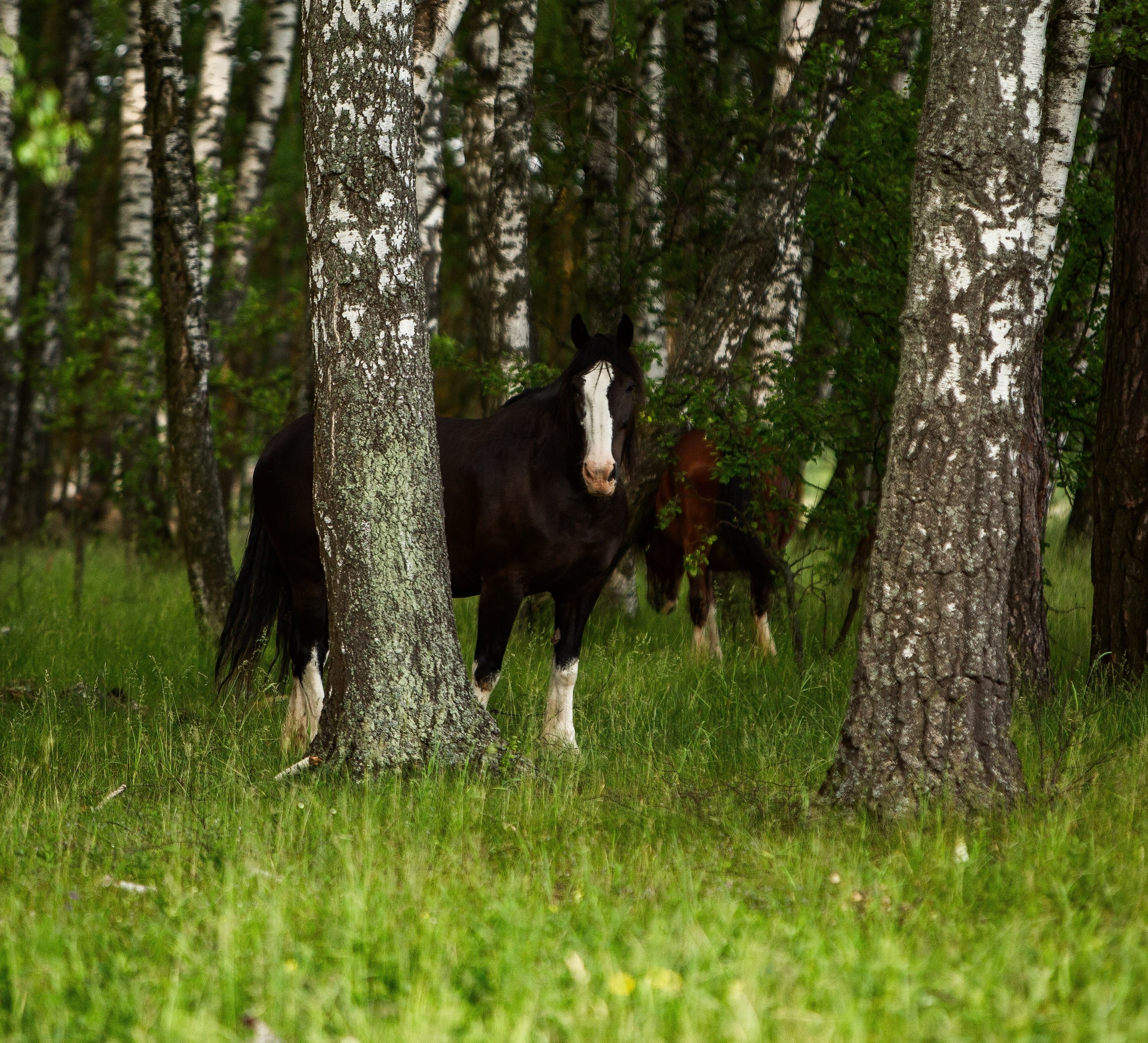 Лошади. Конный фотограф Юлия Дроздова