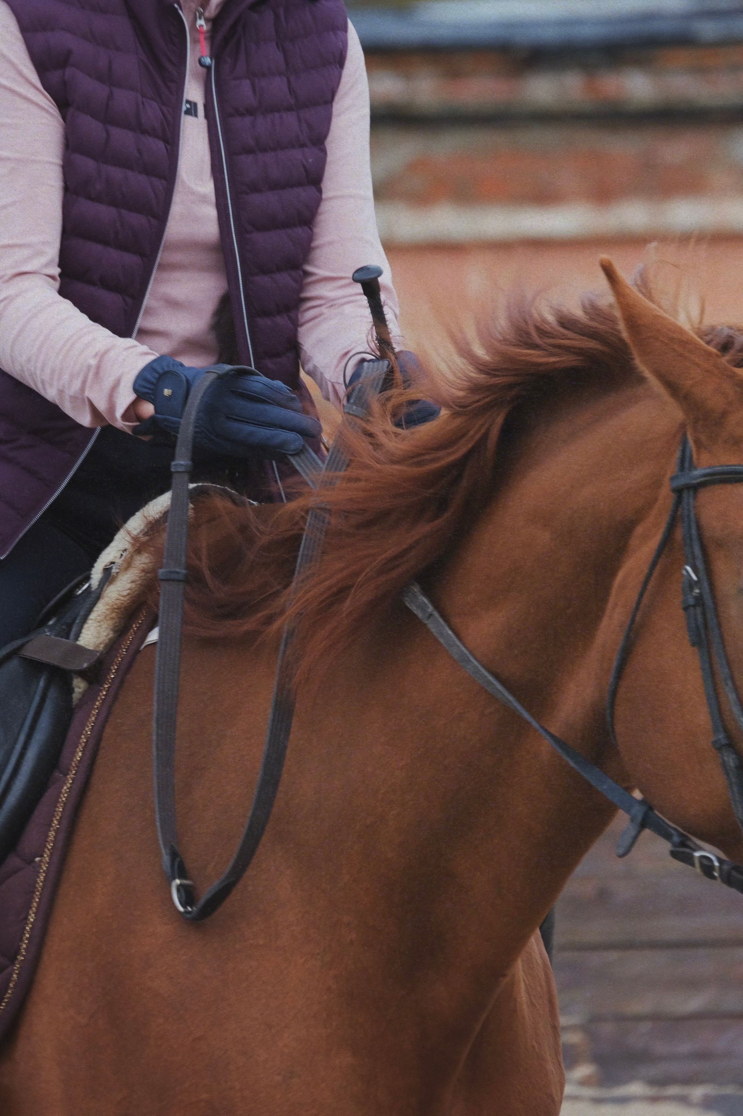 Питомцы. Татьян гертье