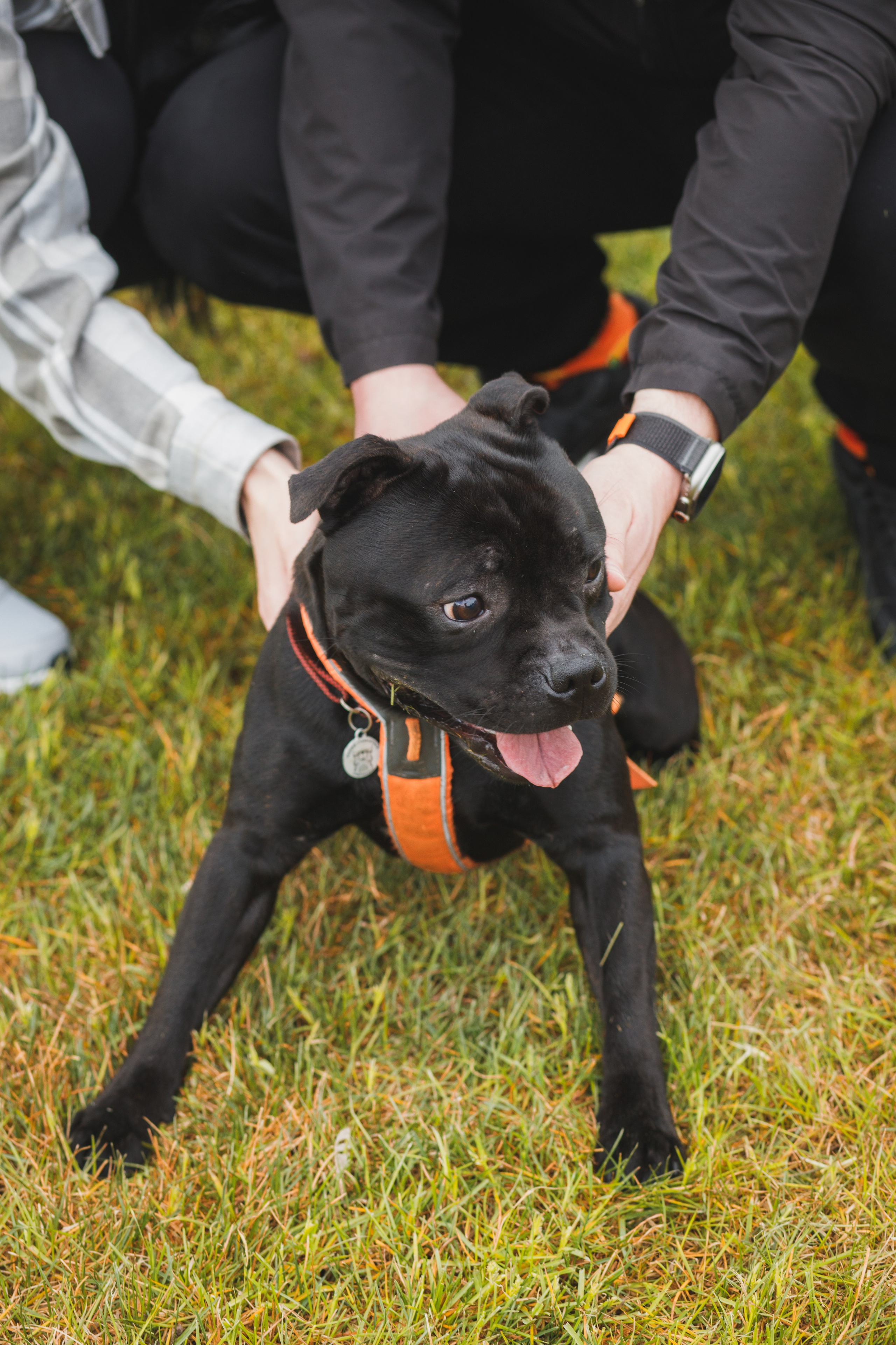 Фотопрогулка большой семьи с двумя собаками летом. Семейный и школьный фотограф в Москве Анна Ткач
