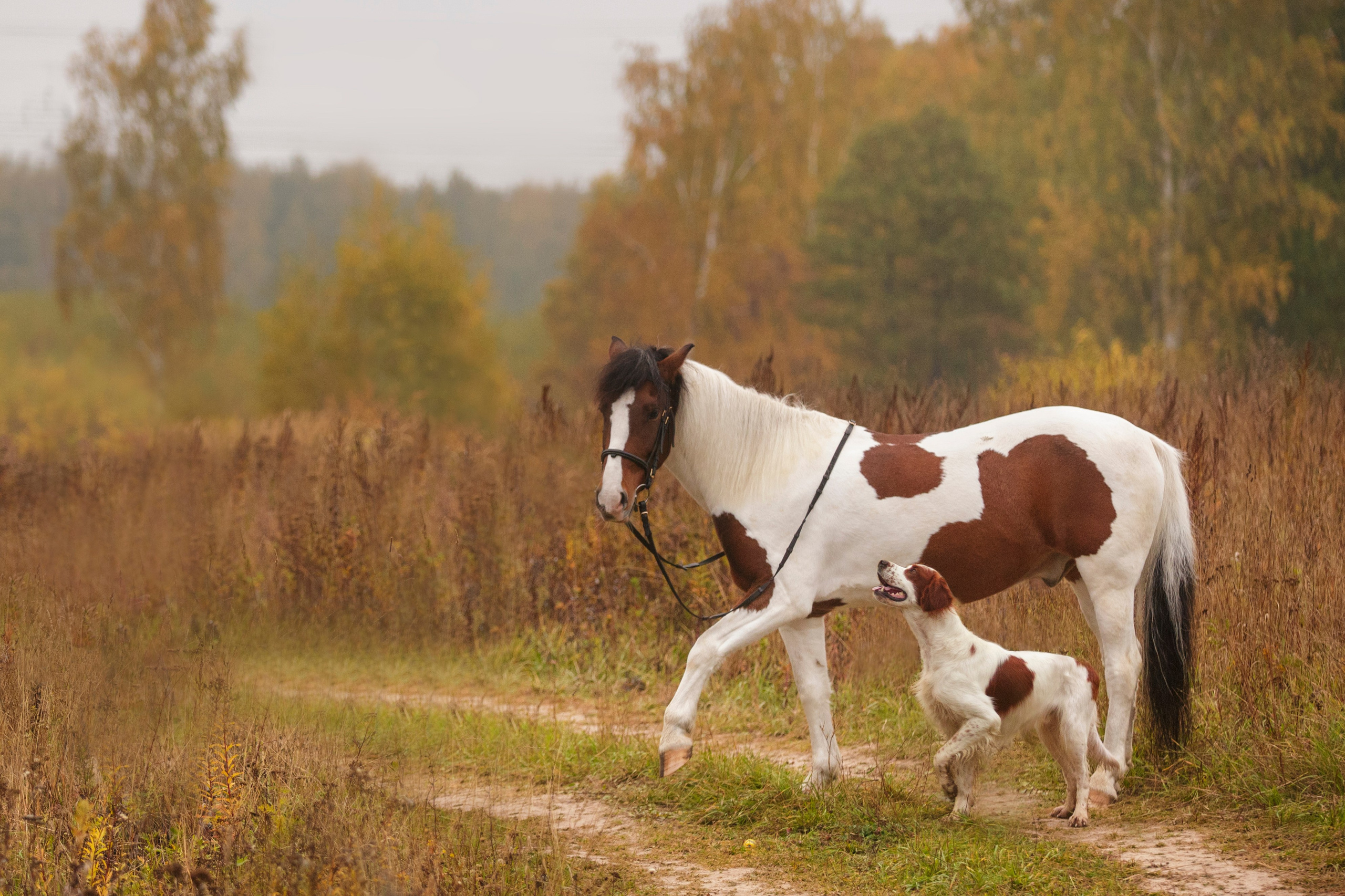 Съёмки собак на природе. Фотограф-анималист Natalia Deingel | Фотосъемка собак в Москве