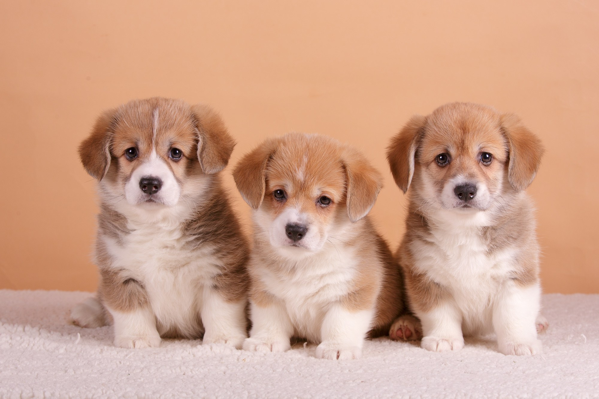 Фотосъёмки щенков. Фотограф-анималист Natalia Deingel | Фотосъемка собак в Москве